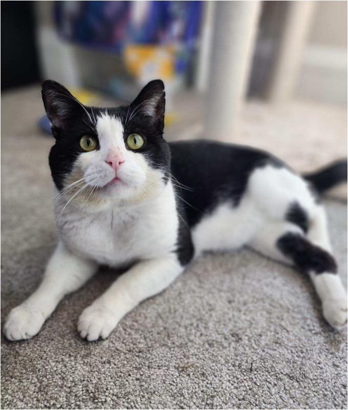 Enlarge Phasma, a Adoptable Domestic Short Hair in Cincinnati, OH image 4/5