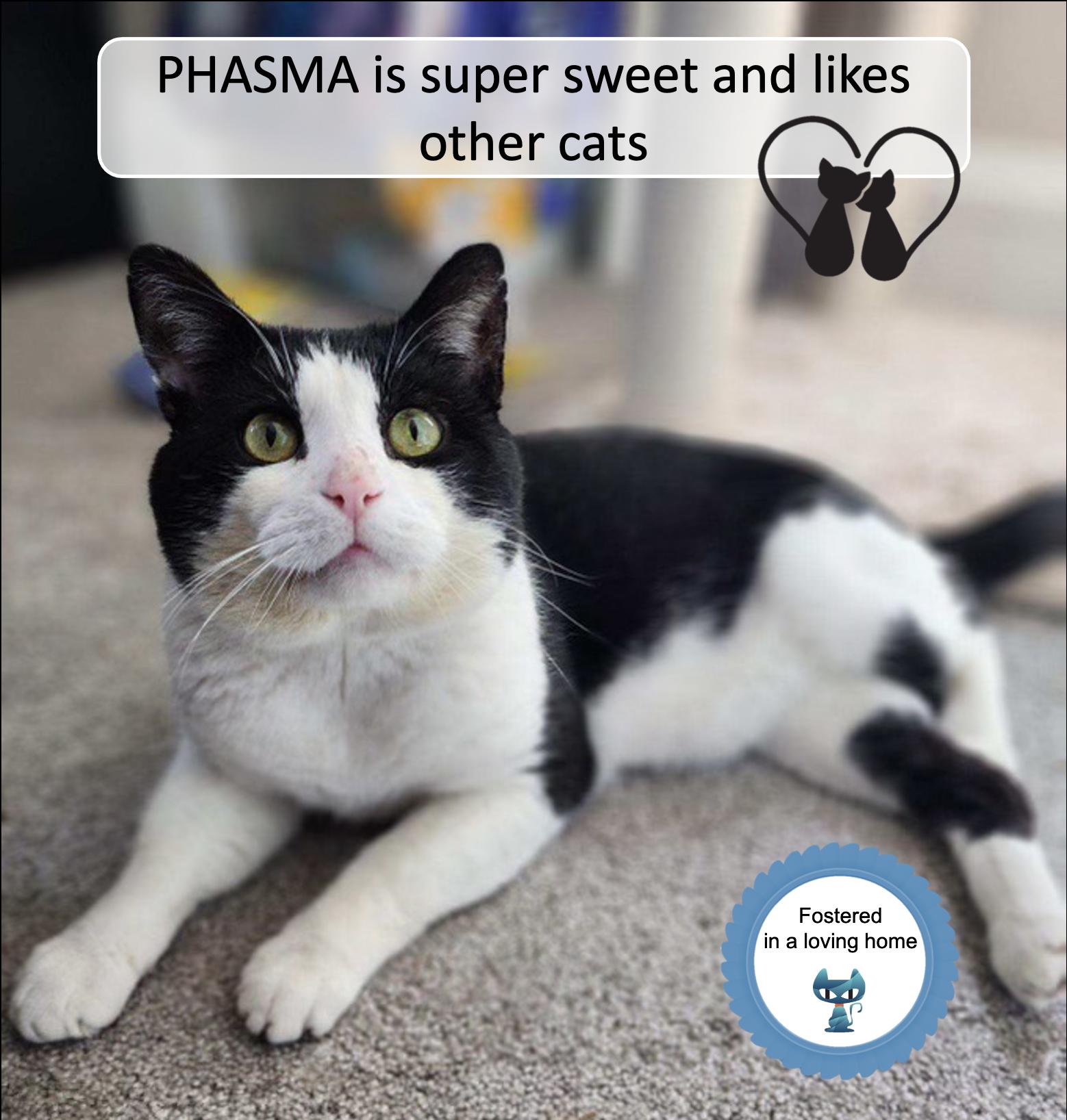 Enlarge Phasma, a Adoptable Domestic Short Hair in Cincinnati, OH image 5/5