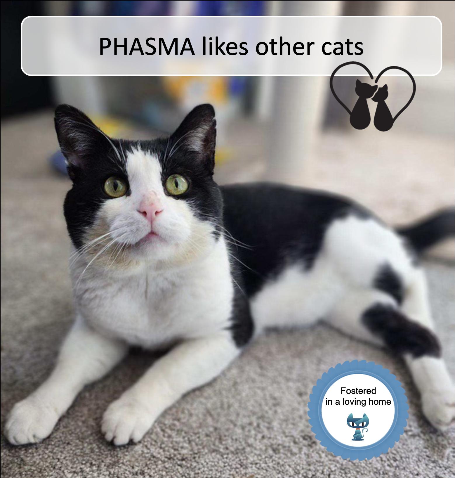 Phasma, adoptable, Adult Female Domestic Short Hair.