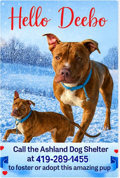 Enlarge Deebo, a ADOPTABLE mixed breed in Ashland, OH image 1/1