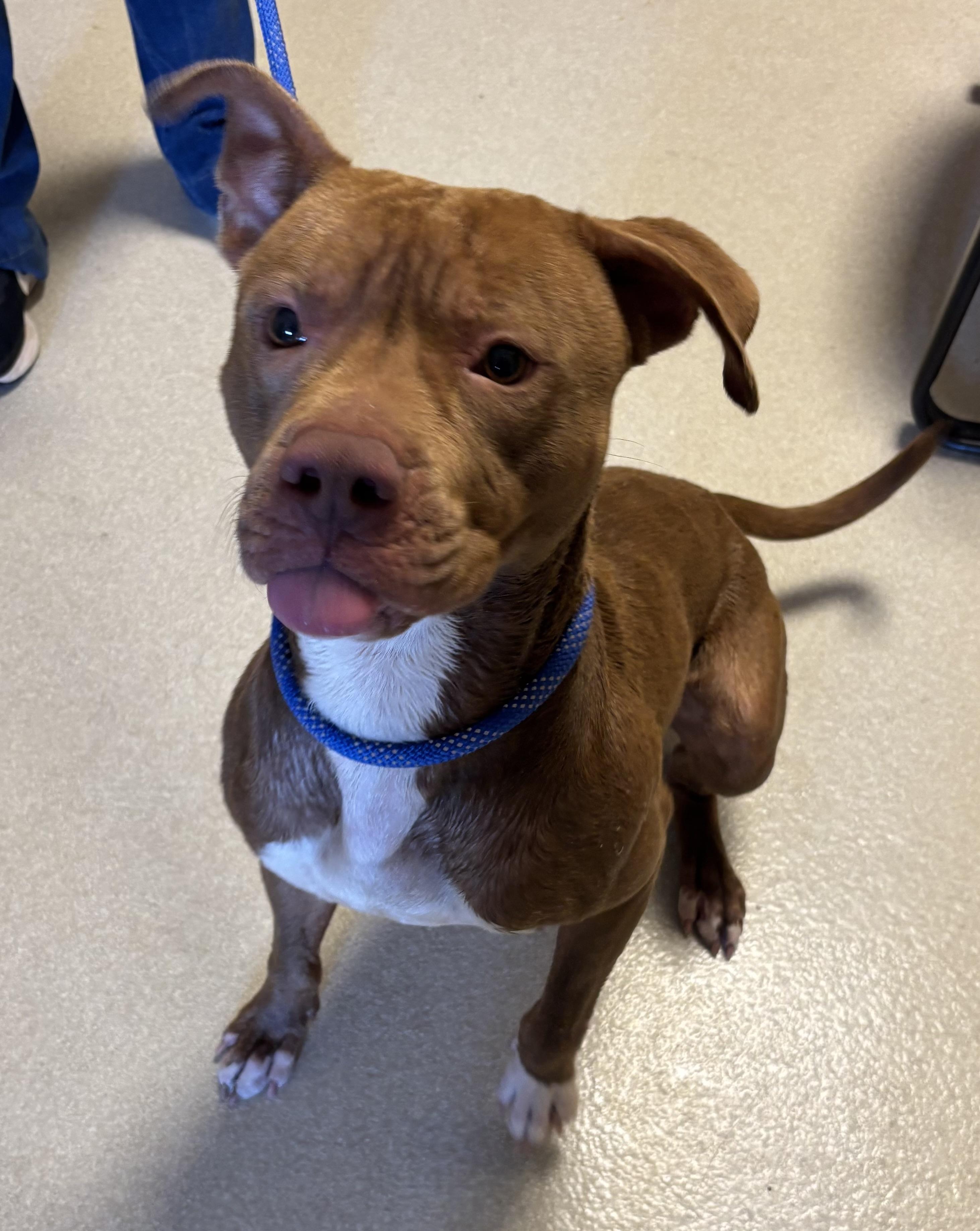 Diablo, ADOPTABLE, Young Male Pit Bull Terrier.