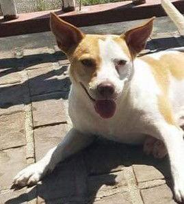 Emma/Ms*, Adoptable, Adult Female Jack Russell Terrier.
