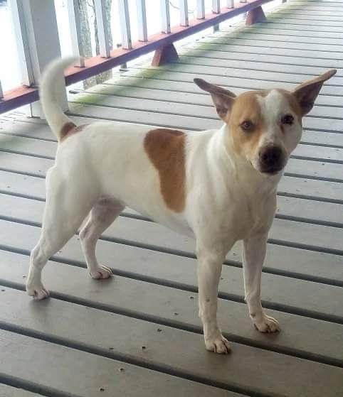 Emma/Ms*, a Adoptable Jack Russell Terrier in Columbia, TN image 2/3