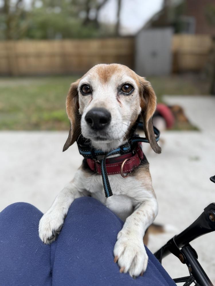 Enlarge Eunice, a Adoptable Beagle in Charleston, SC image 3/6