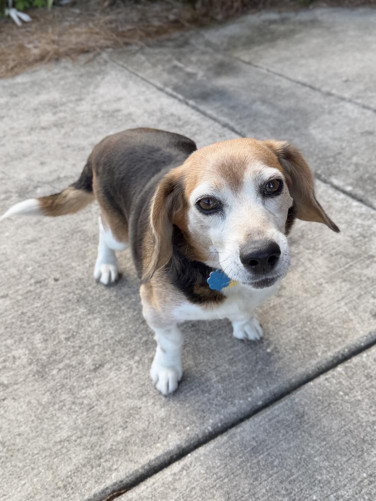 Enlarge Eunice, a Adoptable Beagle in Charleston, SC image 5/6