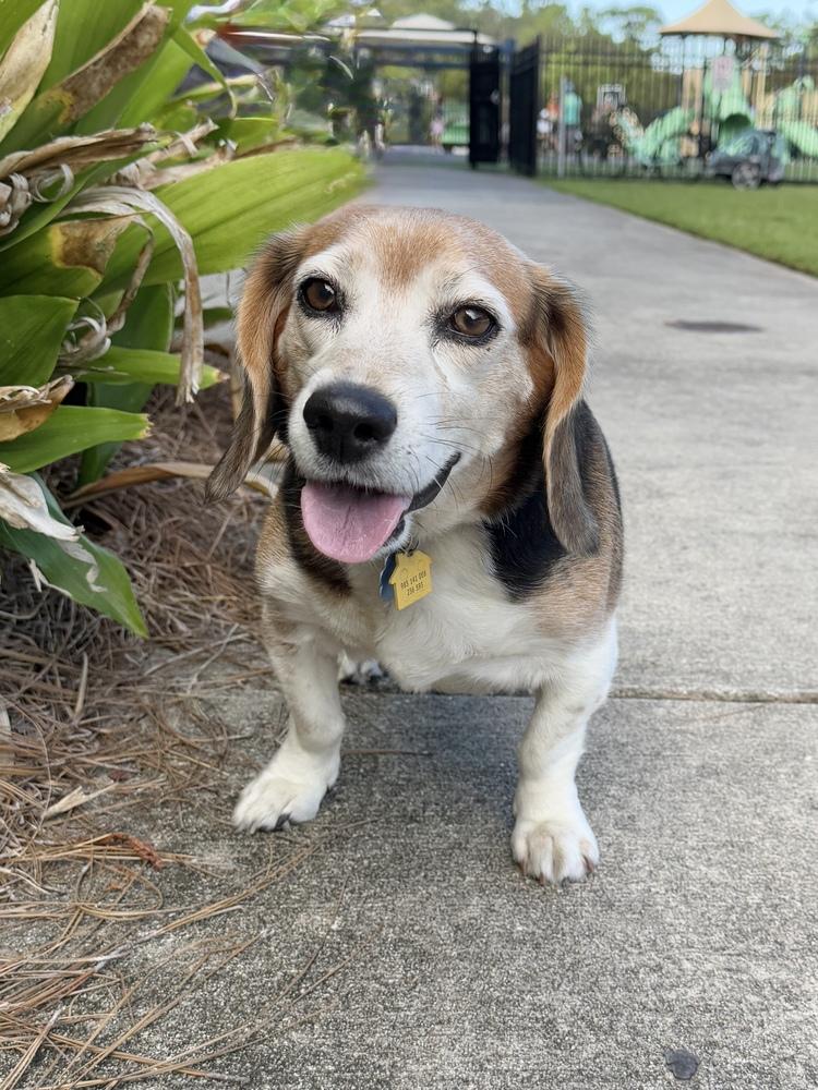 Enlarge Eunice, a Adoptable Beagle in Charleston, SC image 6/6