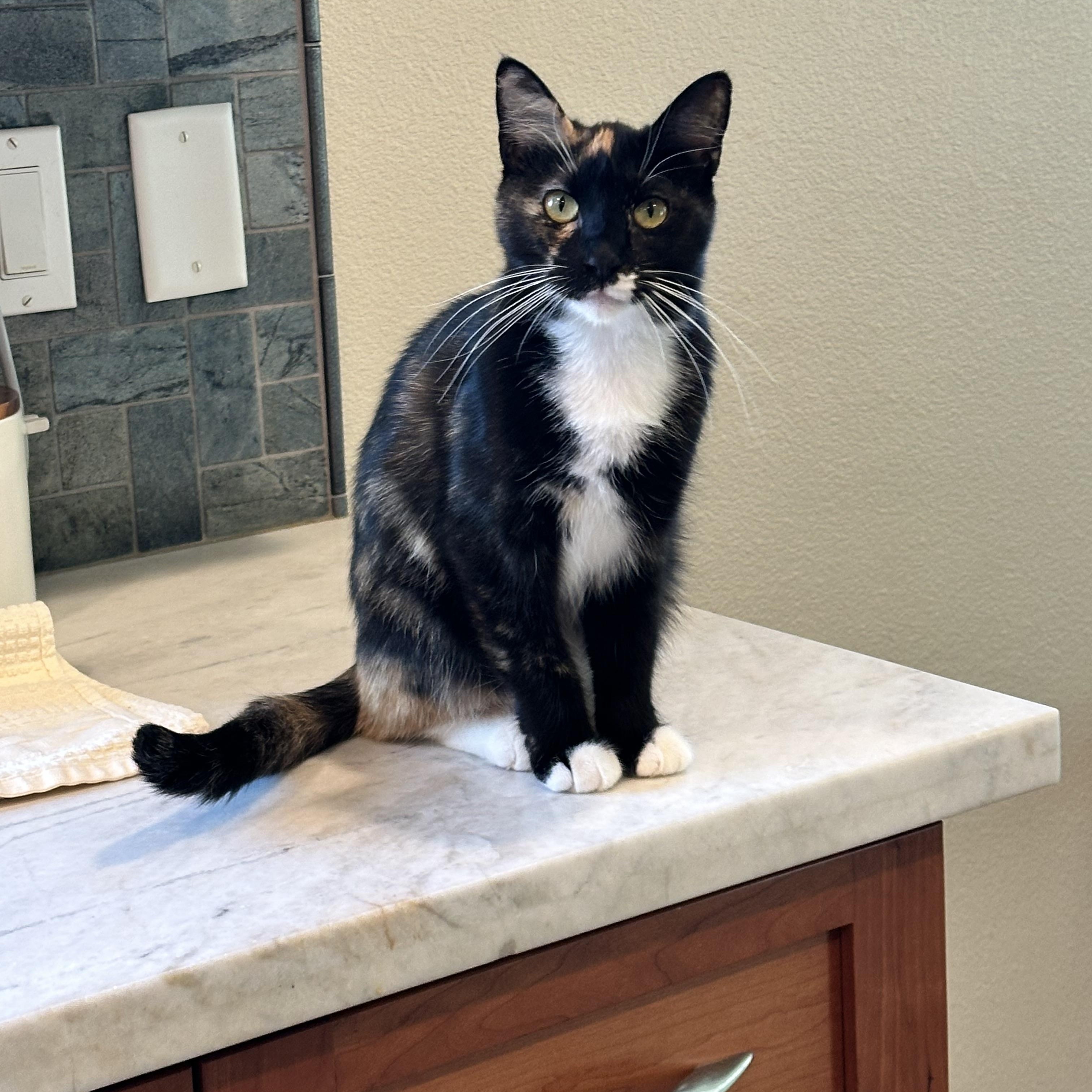 Enlarge Belle, a Adoptable Domestic Short Hair in Visalia, CA image 1/3