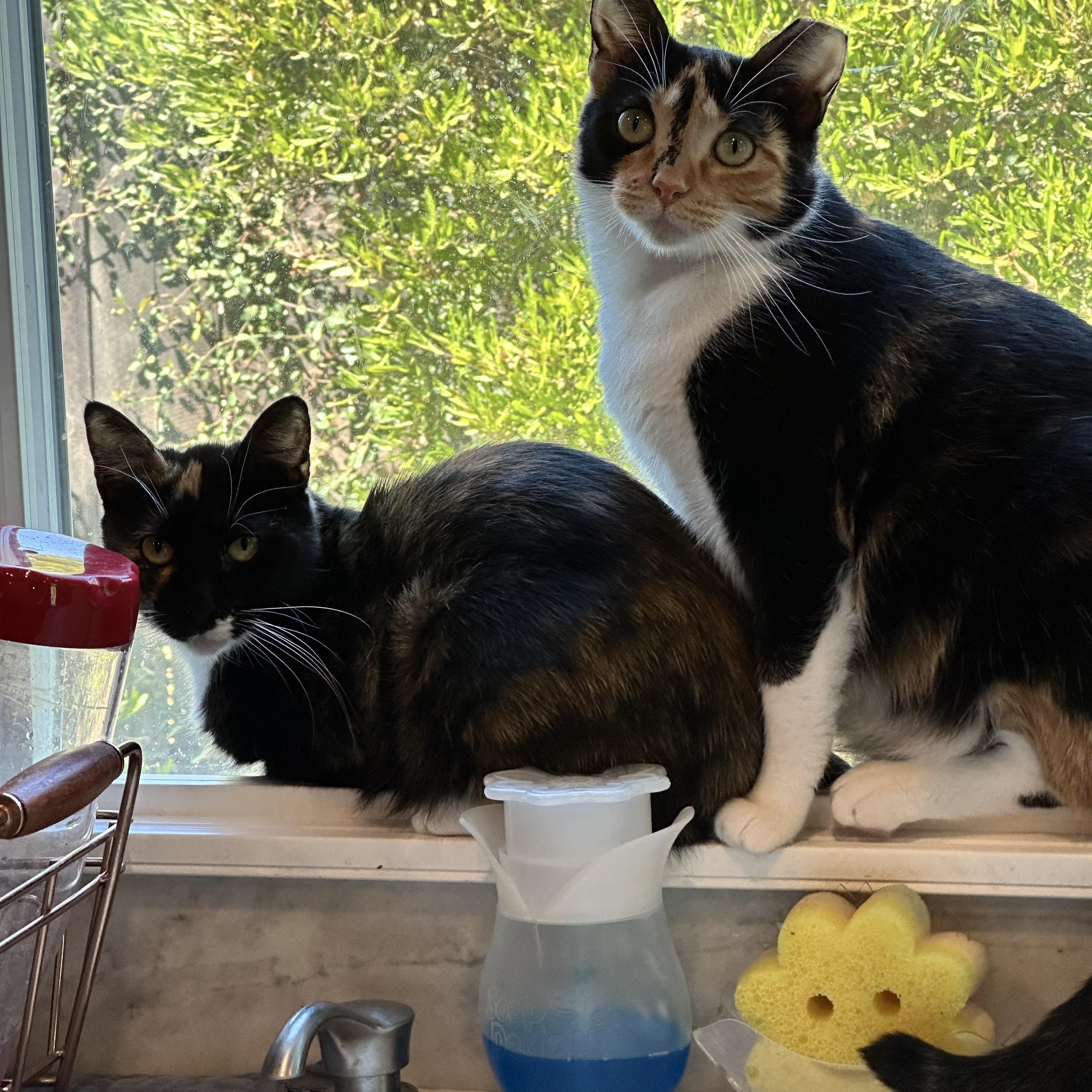 Enlarge Belle, a Adoptable Domestic Short Hair in Visalia, CA image 2/3