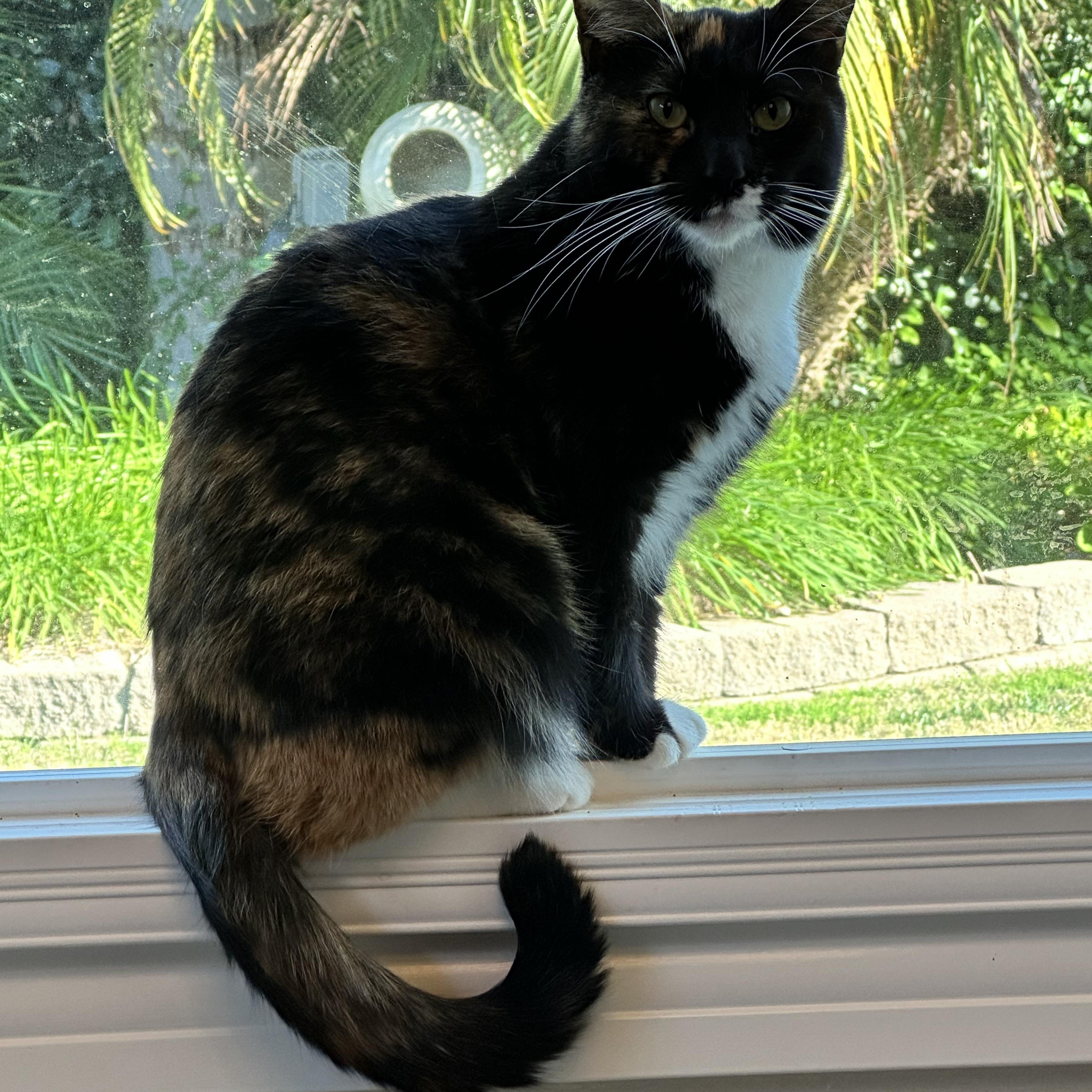 Enlarge Belle, a Adoptable Domestic Short Hair in Visalia, CA image 2/5