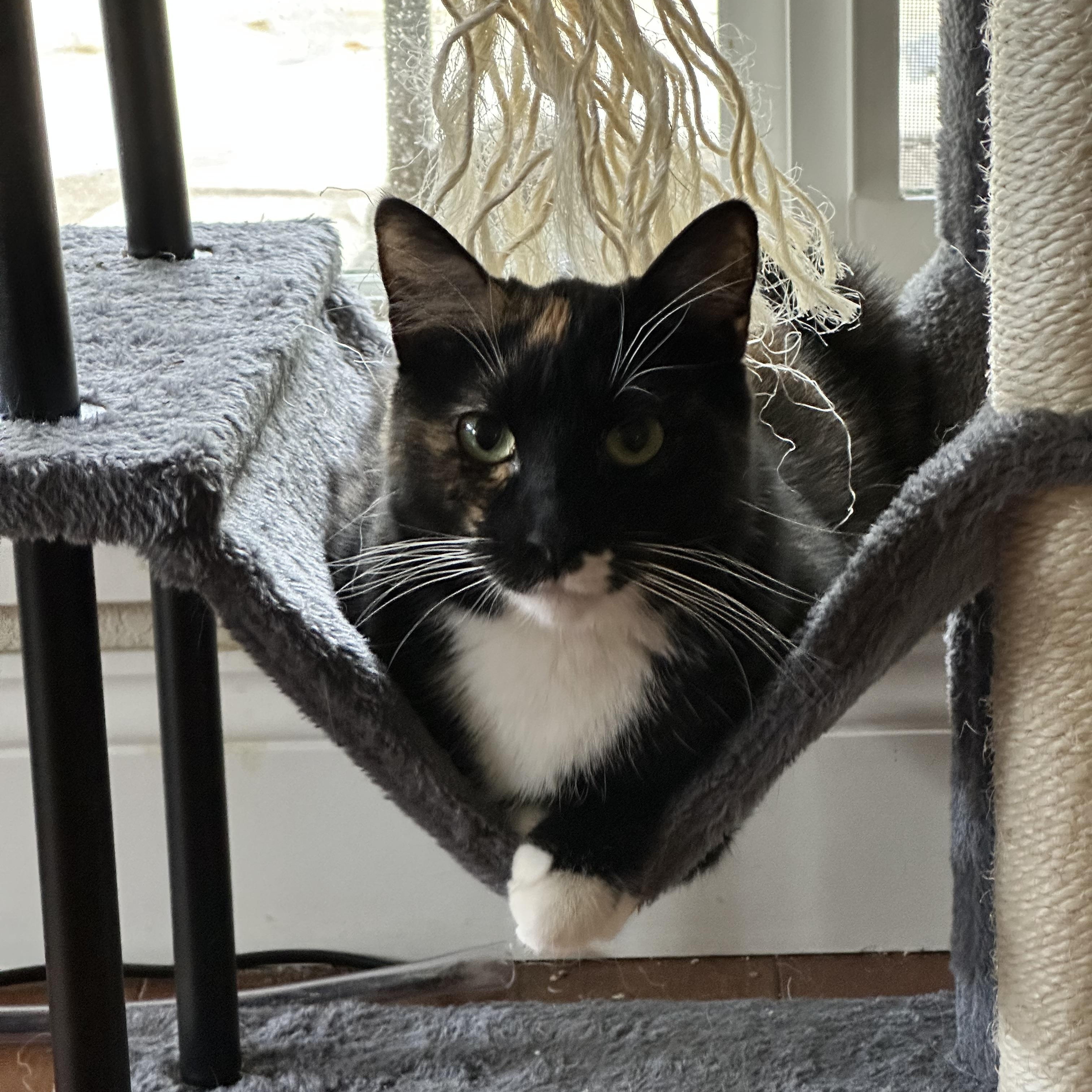 Enlarge Belle, a Adoptable Domestic Short Hair in Visalia, CA image 1/5