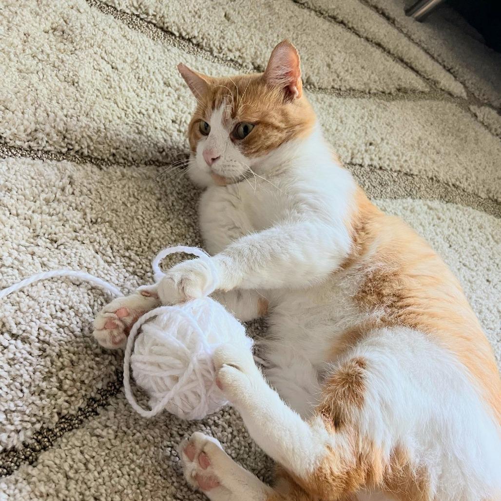 Tudor, Adoptable, Adult Male Domestic Short Hair.