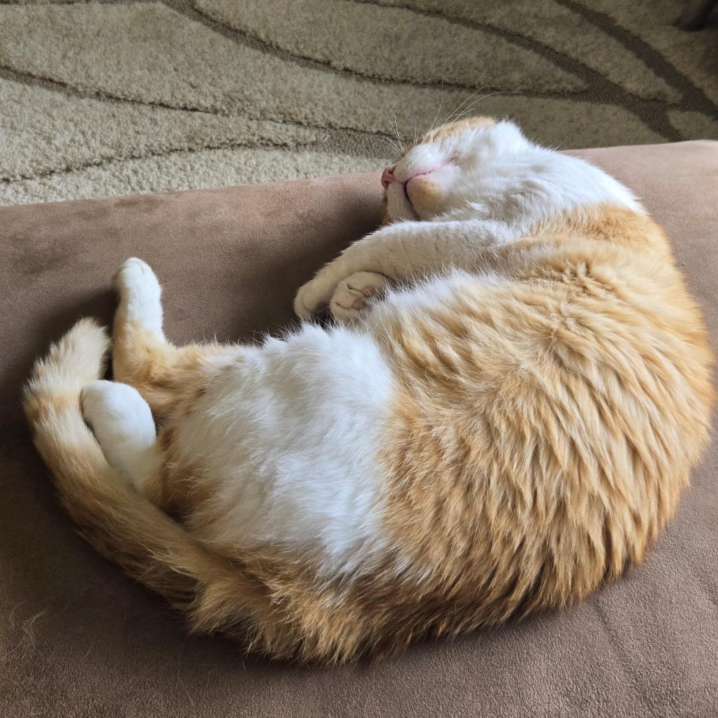 Enlarge Tudor, a Adoptable Domestic Short Hair in Evanston, IL image 2/6