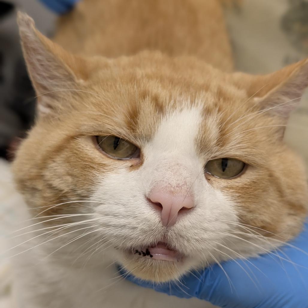Enlarge Tudor, a Adoptable Domestic Short Hair in Evanston, IL image 3/6