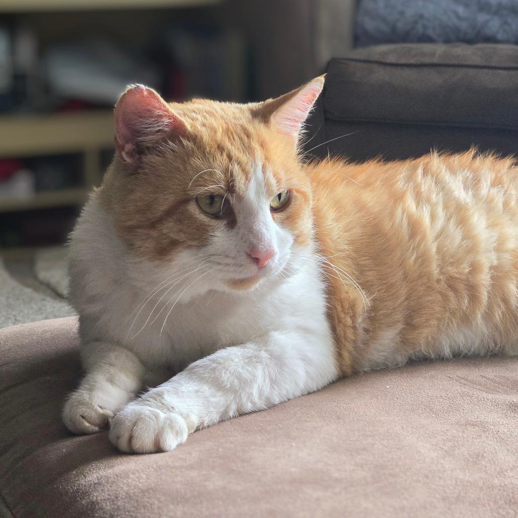Enlarge Tudor, a Adoptable Domestic Short Hair in Evanston, IL image 4/6