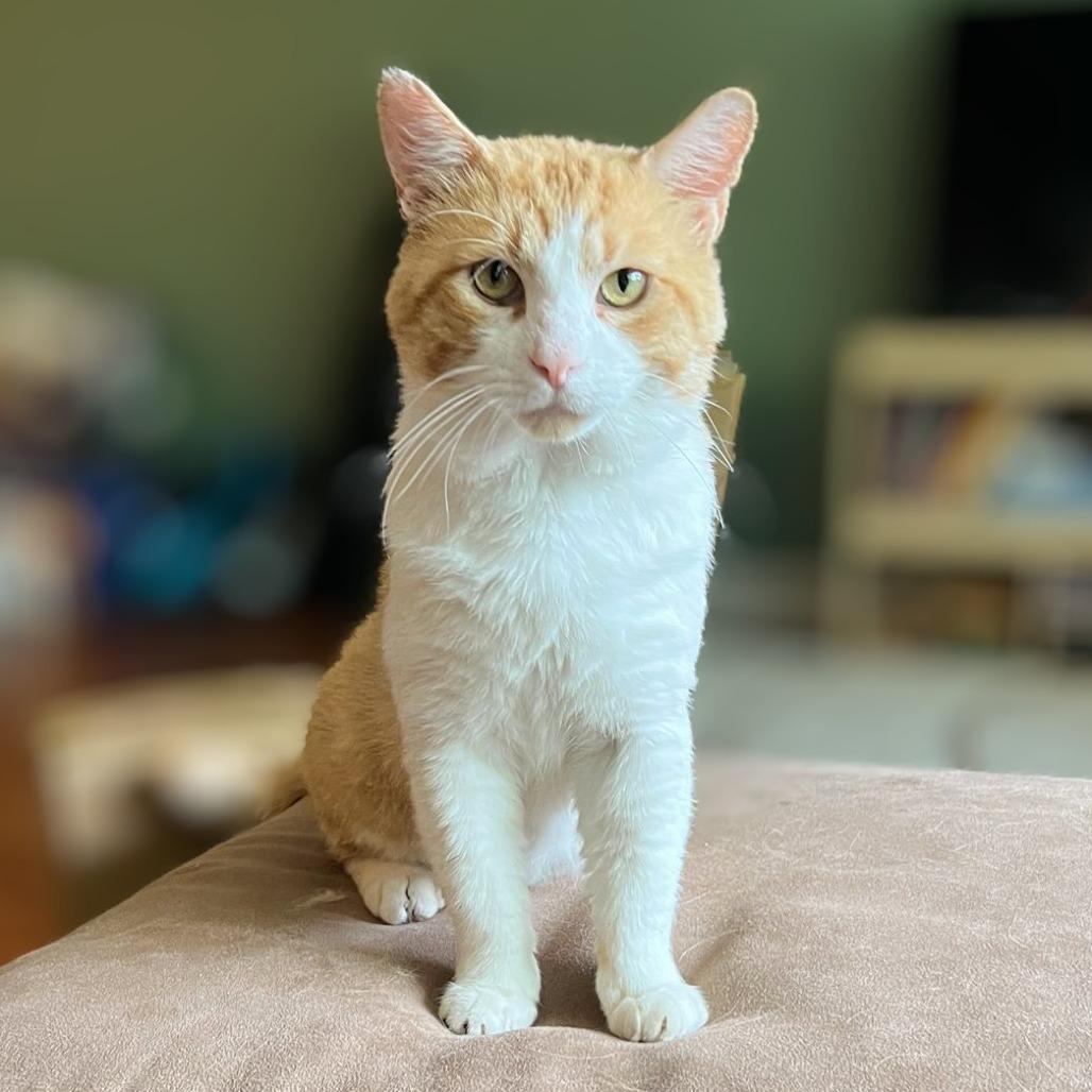 Enlarge Tudor, a Adoptable Domestic Short Hair in Evanston, IL image 5/6
