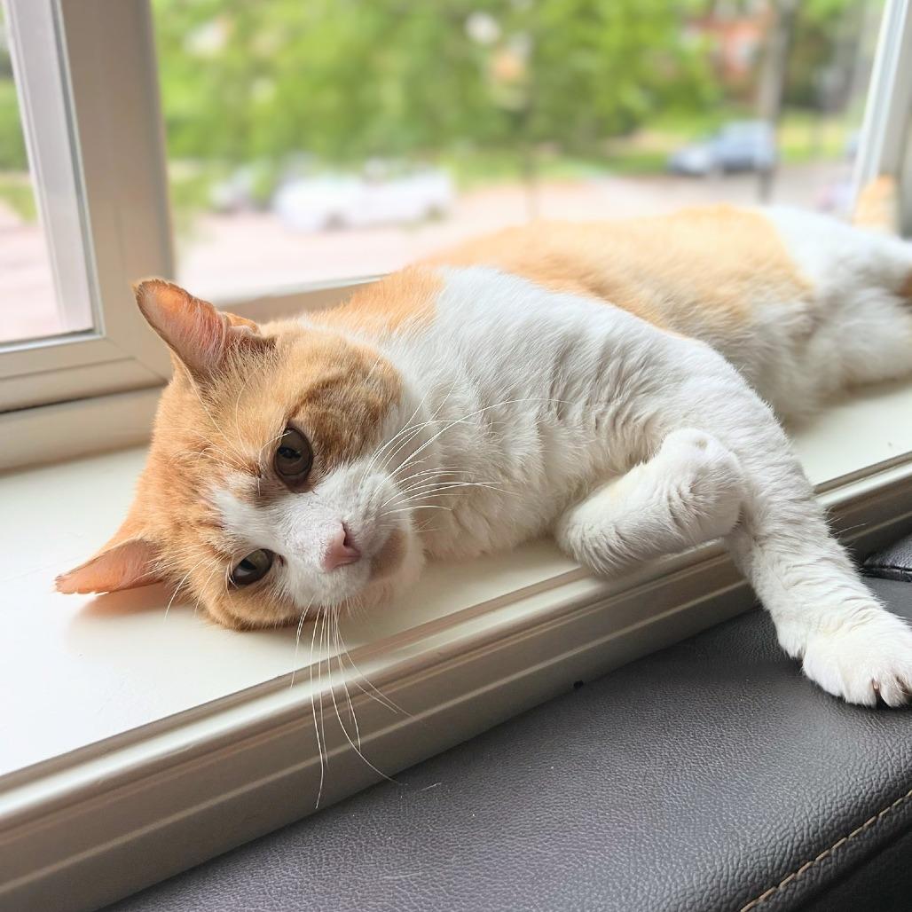 Enlarge Tudor, a Adoptable Domestic Short Hair in Evanston, IL image 6/6