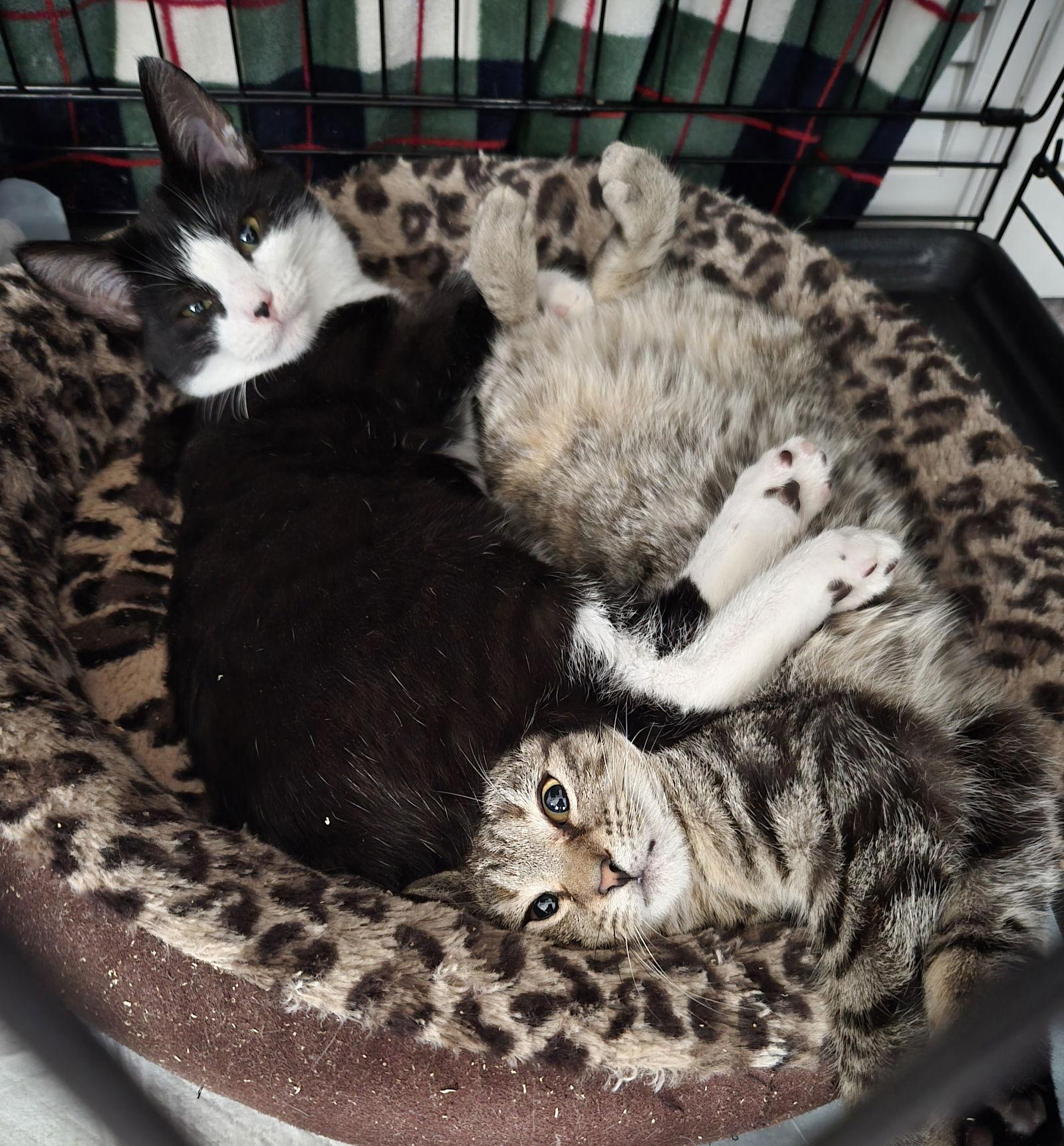 Enlarge Max, a Adoptable Domestic Short Hair in Orlando, FL image 1/3