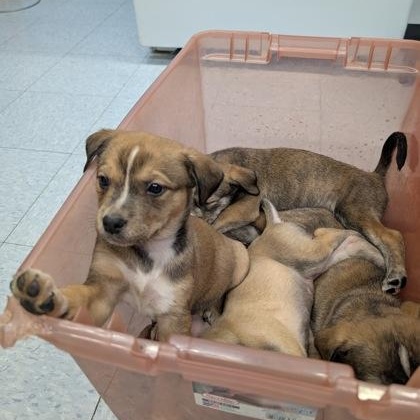 Enlarge Milo, a ADOPTABLE mixed breed in Ithaca, NY image 1/3