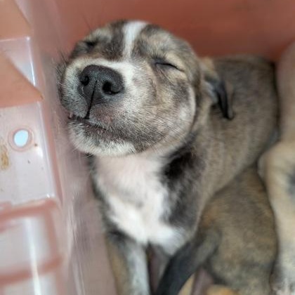 Enlarge Milo, a ADOPTABLE mixed breed in Ithaca, NY image 2/3