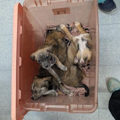 Enlarge Milo, a ADOPTABLE mixed breed in Ithaca, NY image 3/3