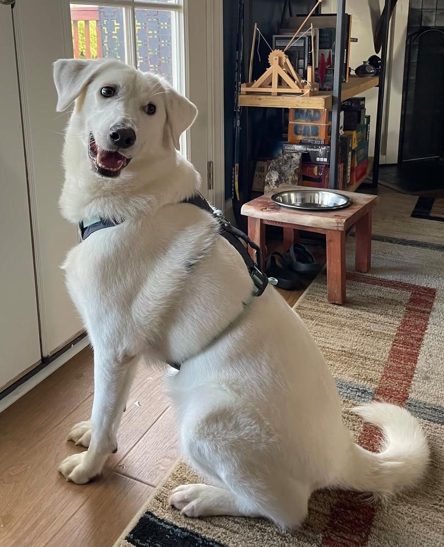 Enlarge Piper, a ADOPTABLE mixed breed in Portland, OR image 2/6