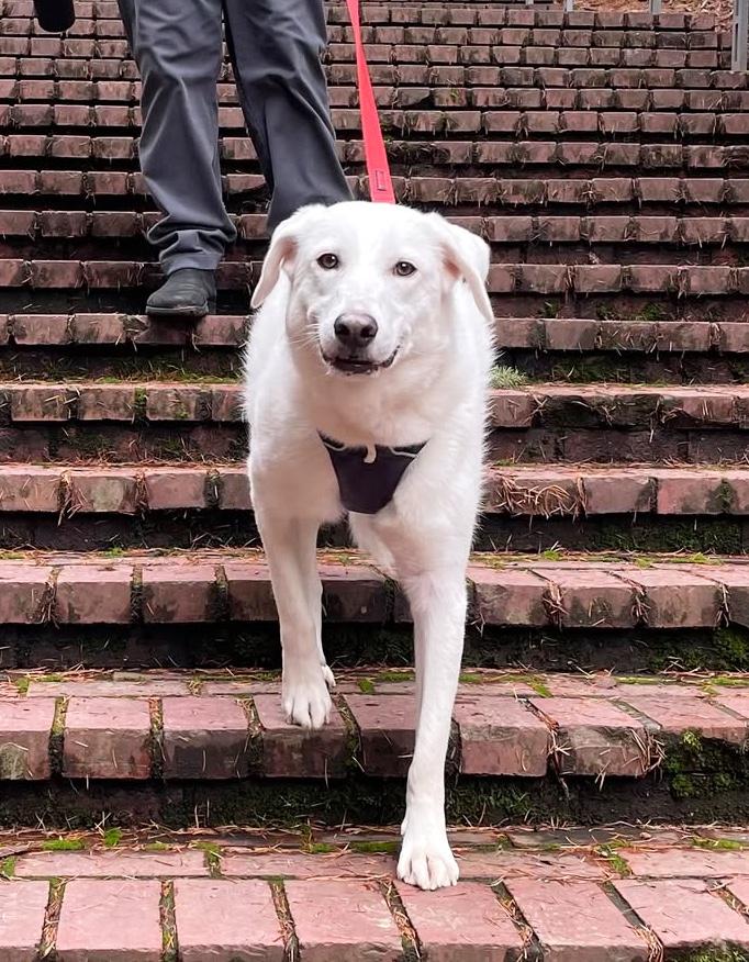 Enlarge Piper, a ADOPTABLE mixed breed in Portland, OR image 5/6