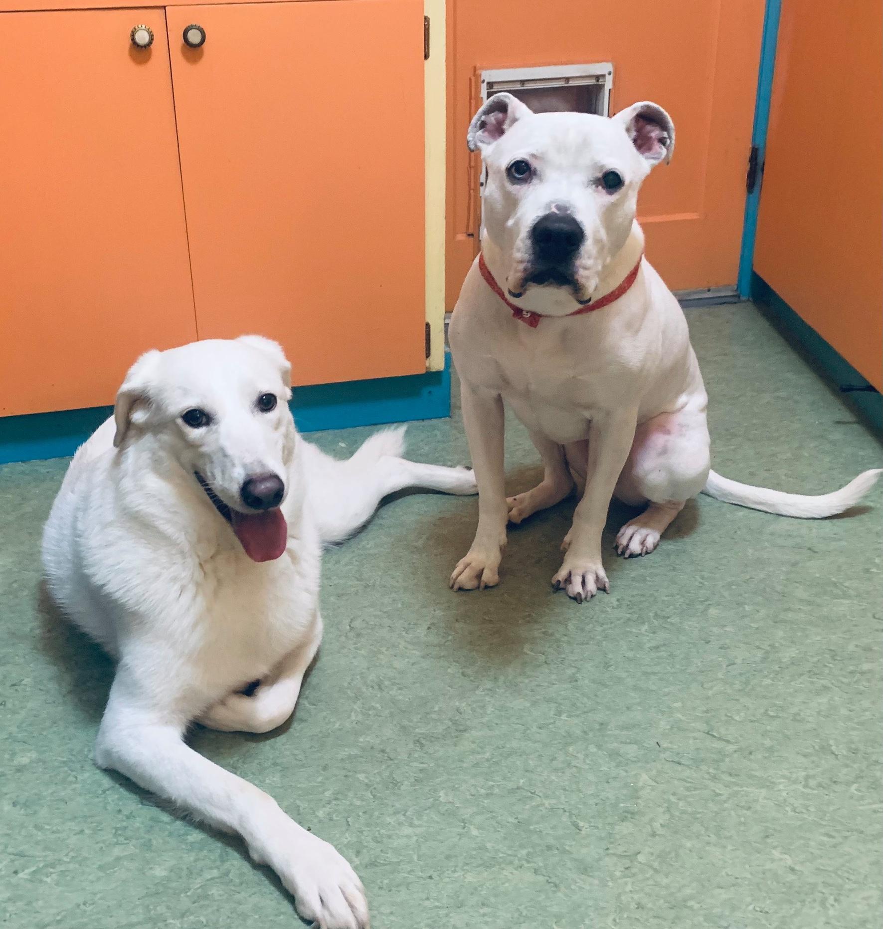 Enlarge Piper, a ADOPTABLE mixed breed in Portland, OR image 4/6