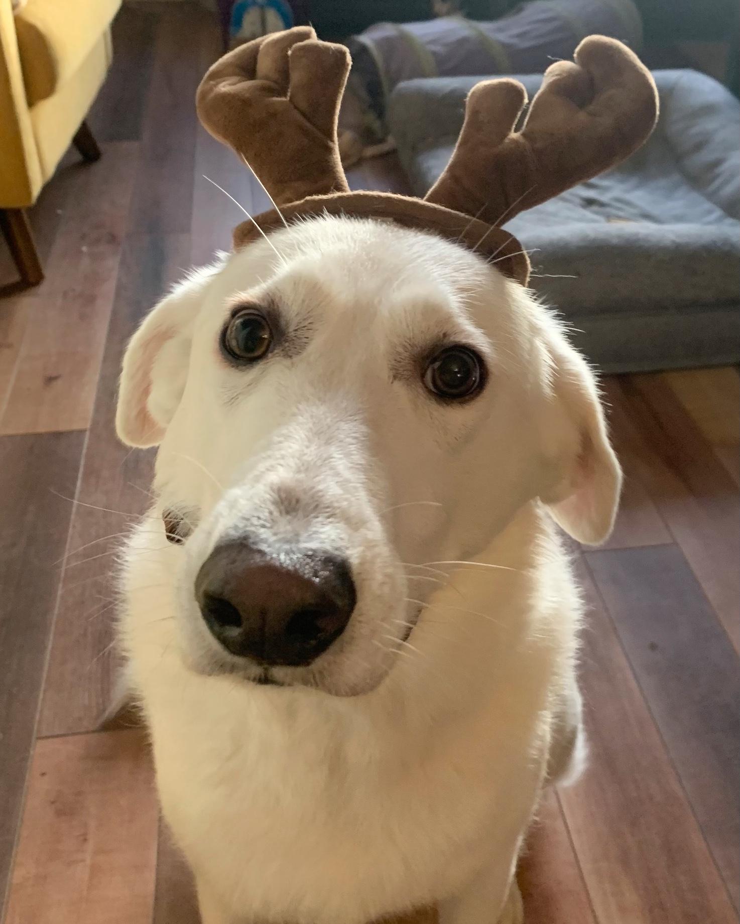 Enlarge Piper, a ADOPTABLE mixed breed in Portland, OR image 1/6