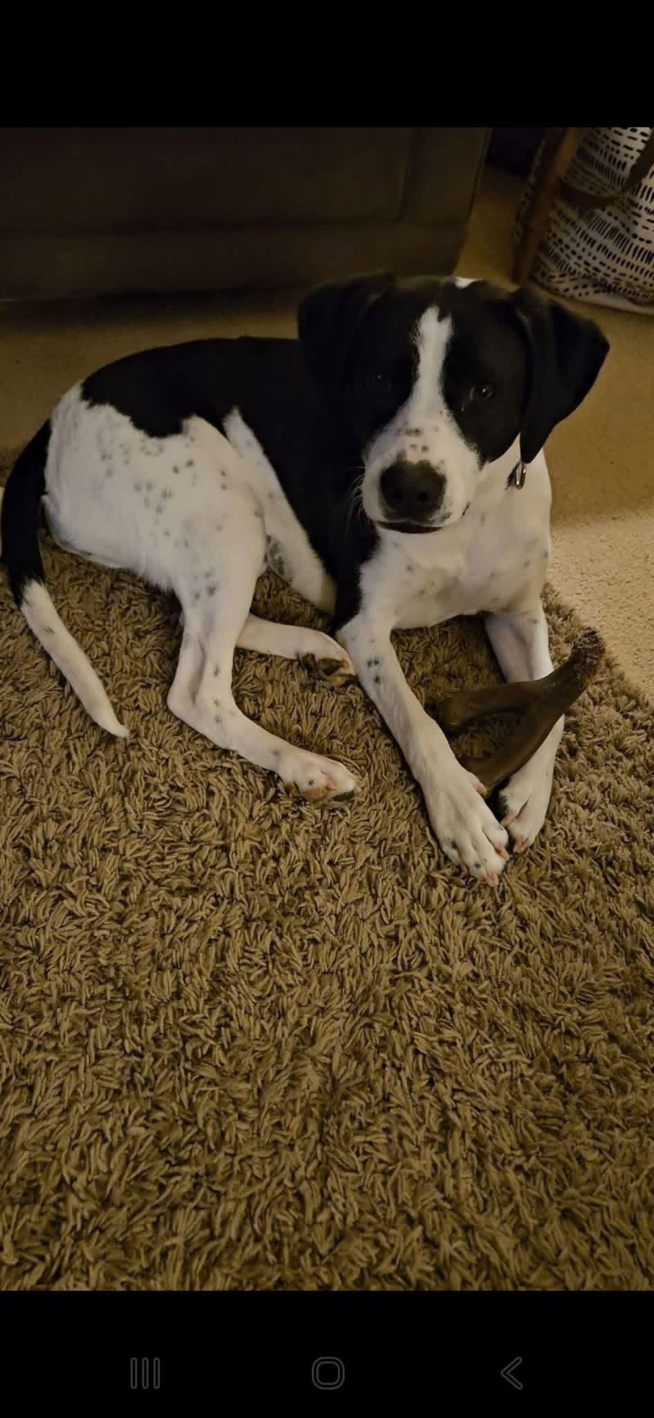 Daisy, Adopted, Young Female Australian Cattle Dog / Blue Heeler.