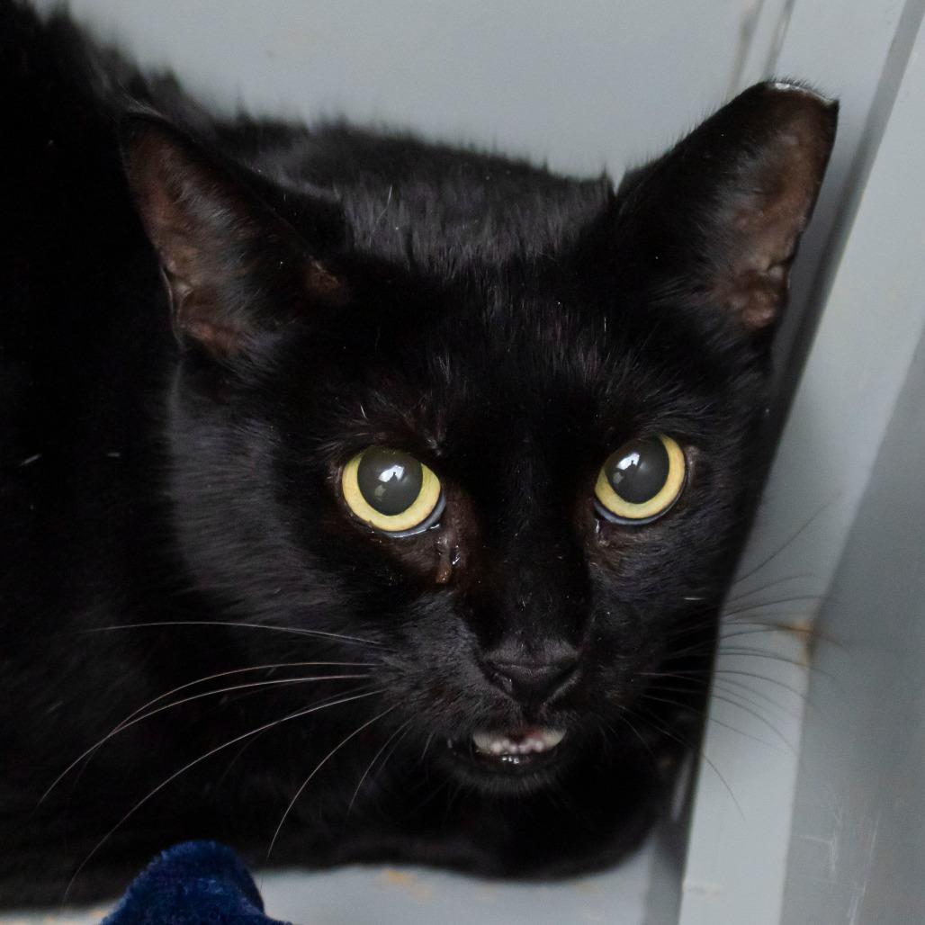 Enlarge Sheba, a Adoptable Domestic Short Hair in Middletown, RI image 1/1