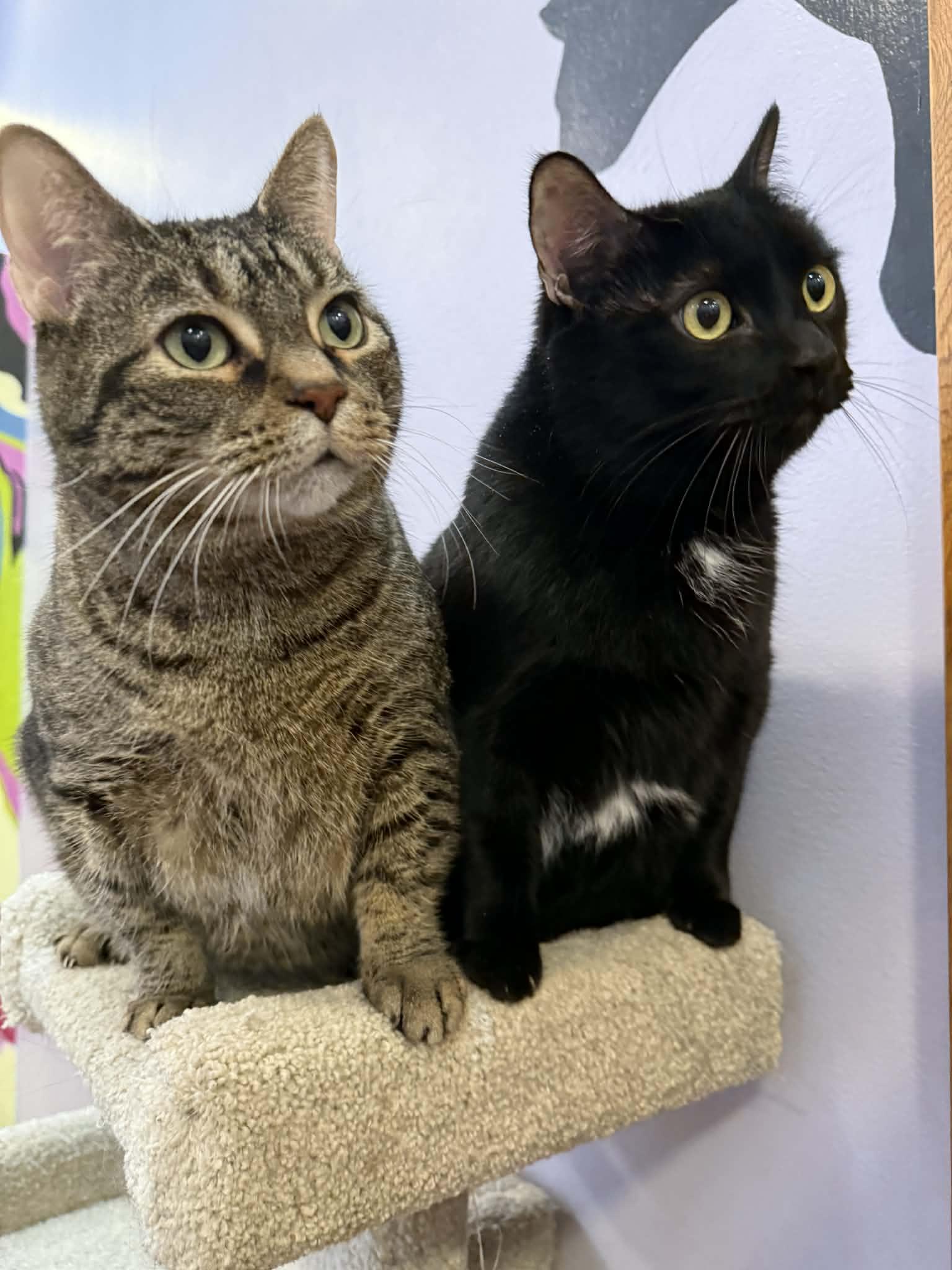 Enlarge Getty and Bea(café) , a ADOPTABLE Domestic Short Hair in West Lafayette, IN image 1/6