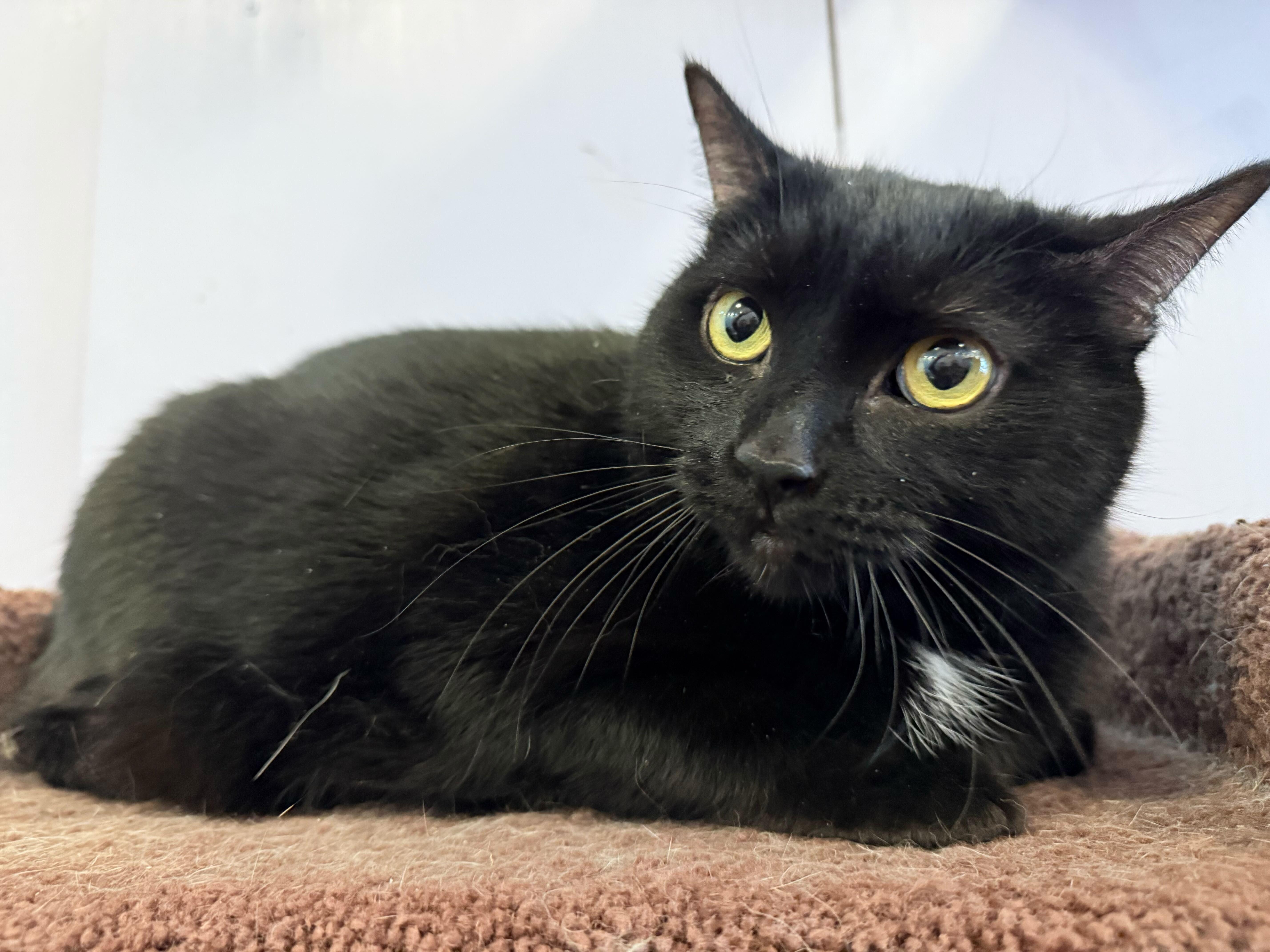 Enlarge Getty and Bea(café) , a ADOPTABLE Domestic Short Hair in West Lafayette, IN image 2/6
