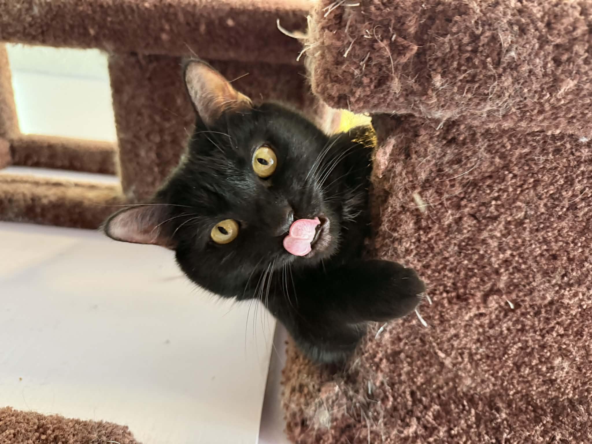 Bea(café) , a ADOPTABLE Domestic Short Hair in West Lafayette, IN image 3/3