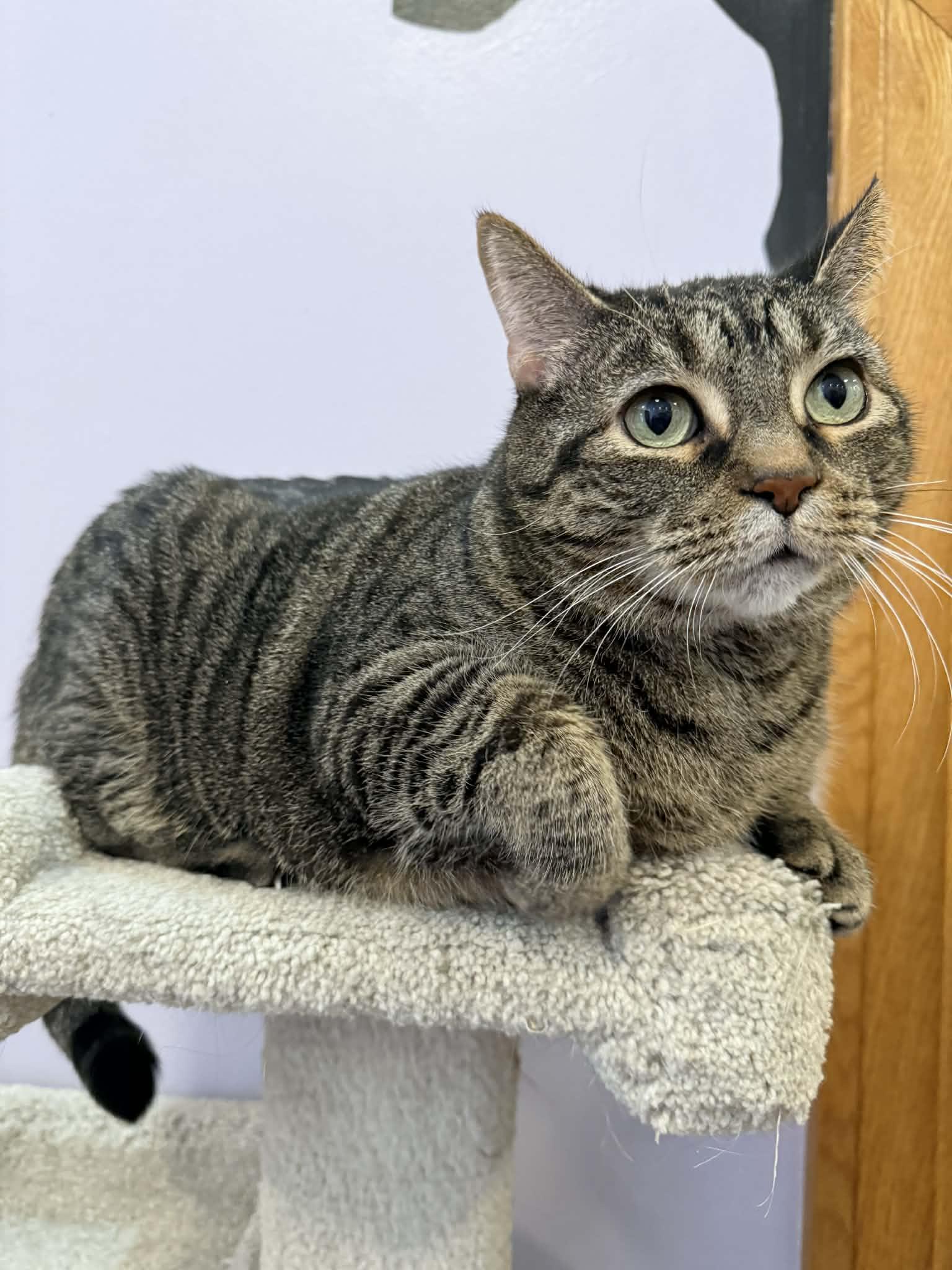 Enlarge Getty and Bea(café) , a ADOPTABLE Domestic Short Hair in West Lafayette, IN image 3/6