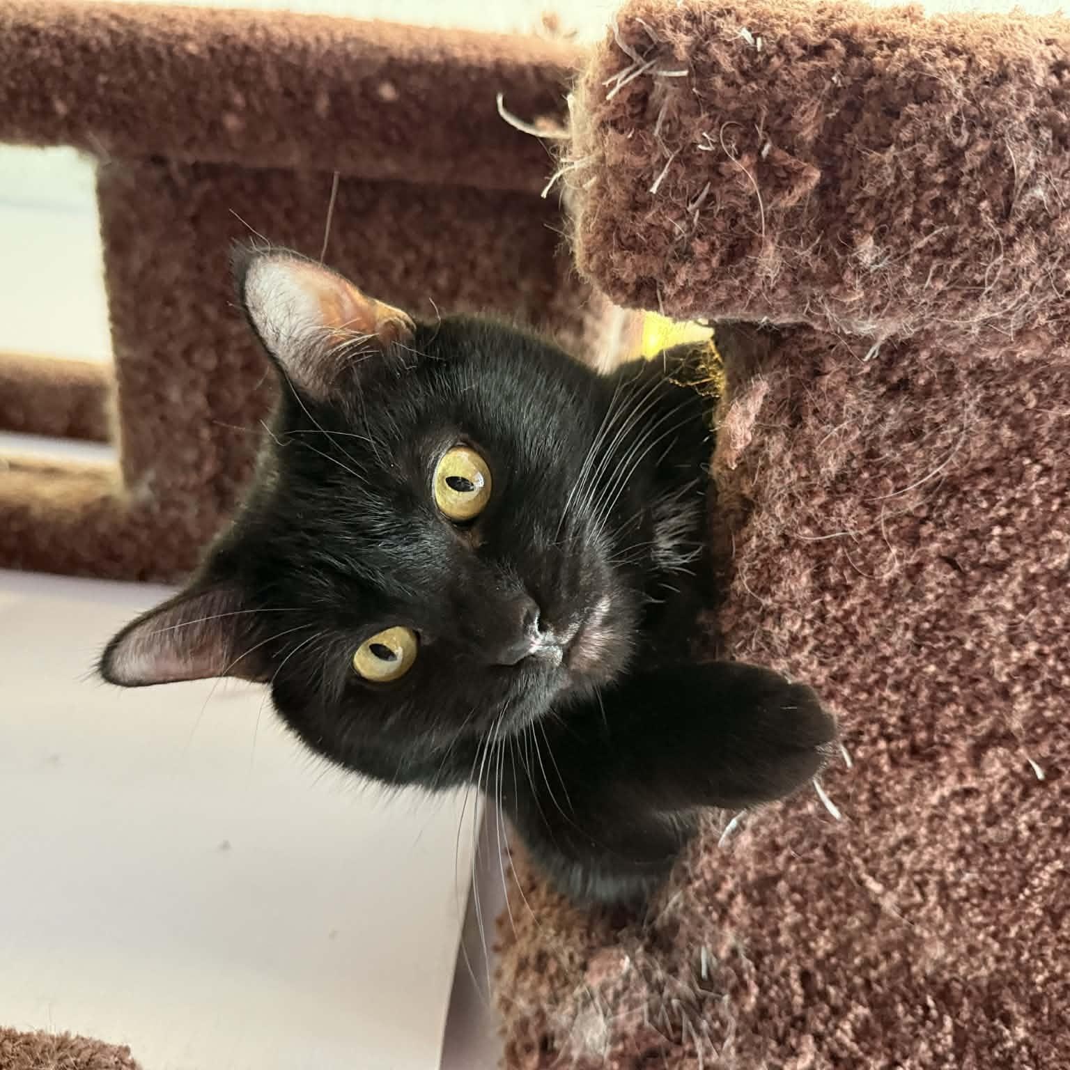 Enlarge  Bea(café) , an adoptable Domestic Short Hair in West Lafayette, IN image 2/4