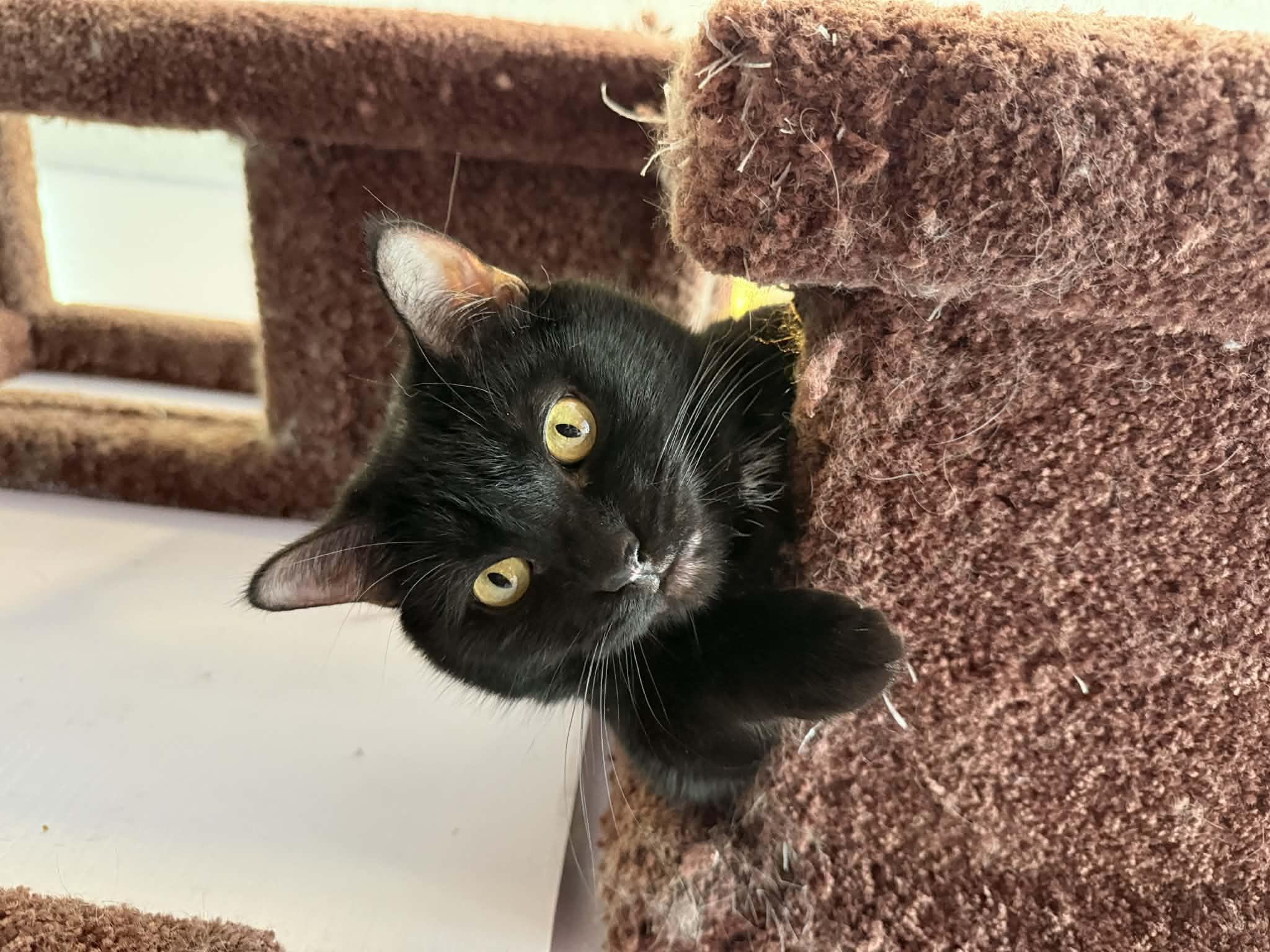 Bea(café) , a ADOPTABLE Domestic Short Hair in West Lafayette, IN image 1/3
