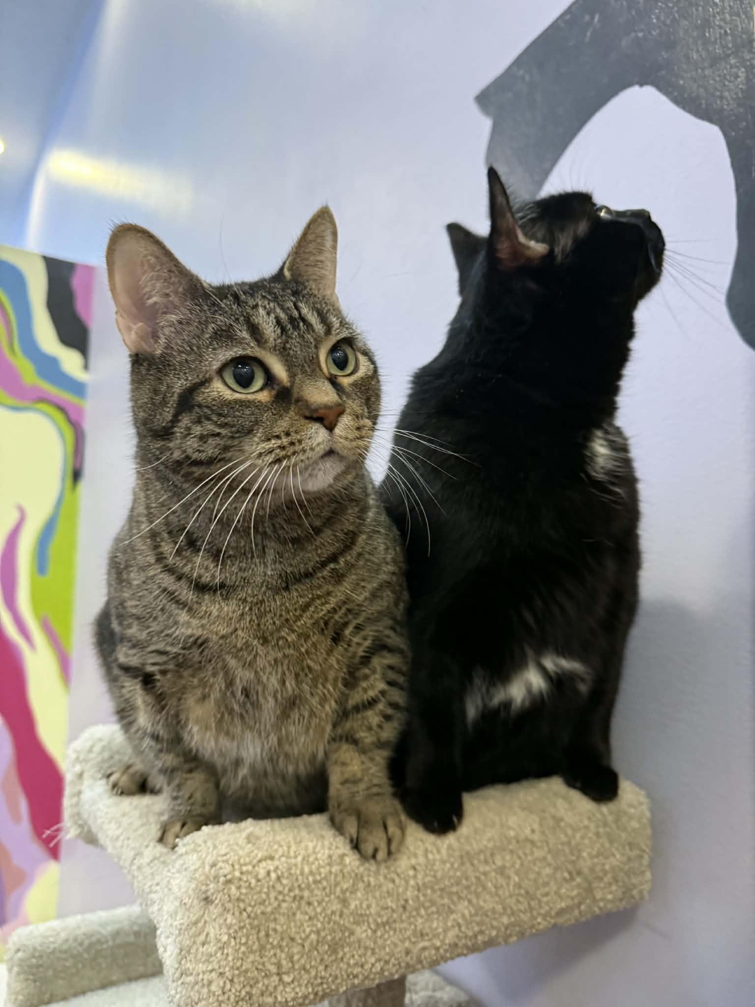 Enlarge Getty and Bea(café) , a ADOPTABLE Domestic Short Hair in West Lafayette, IN image 5/6