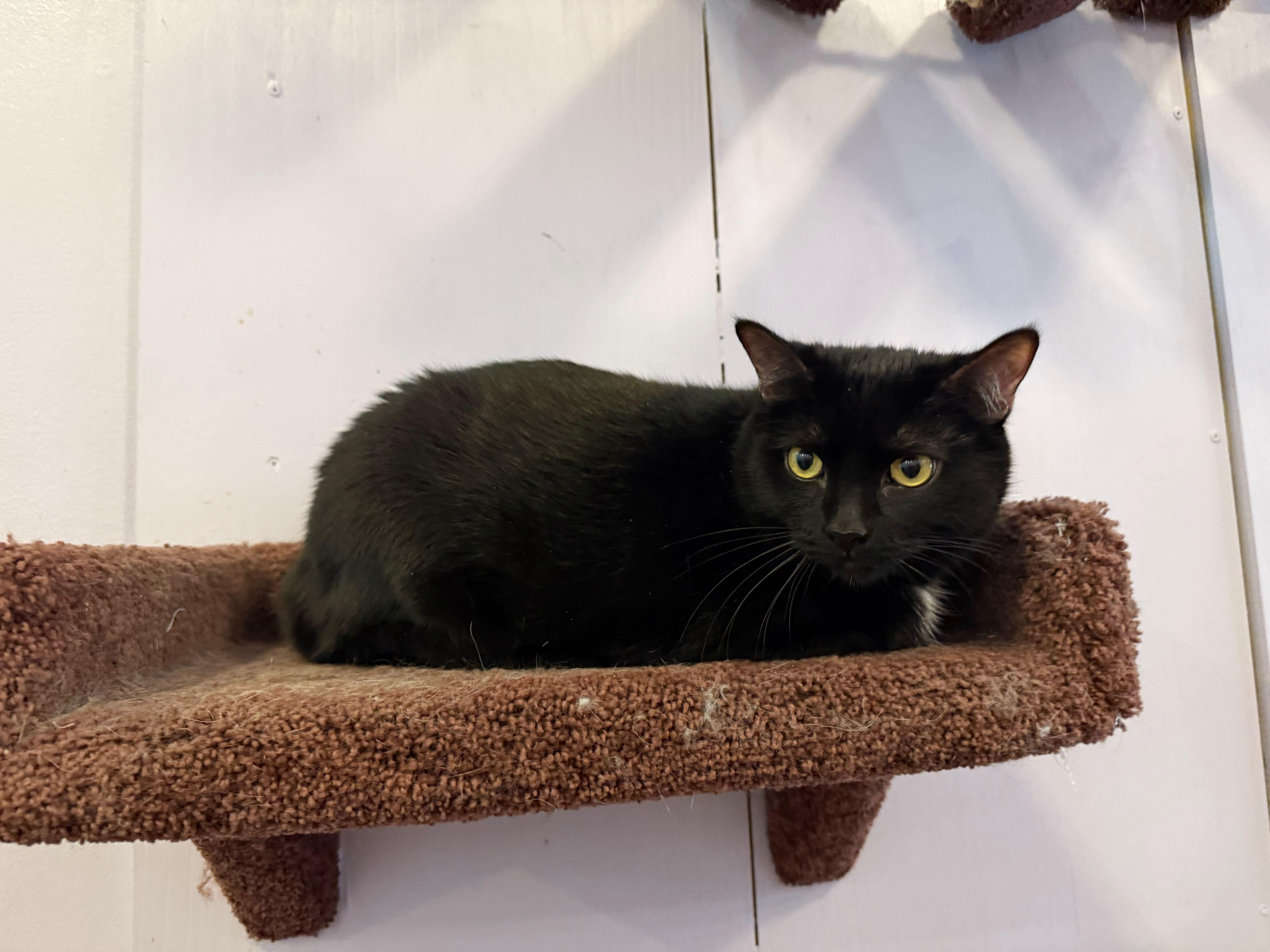 Enlarge Getty and Bea(café) , a ADOPTABLE Domestic Short Hair in West Lafayette, IN image 6/6
