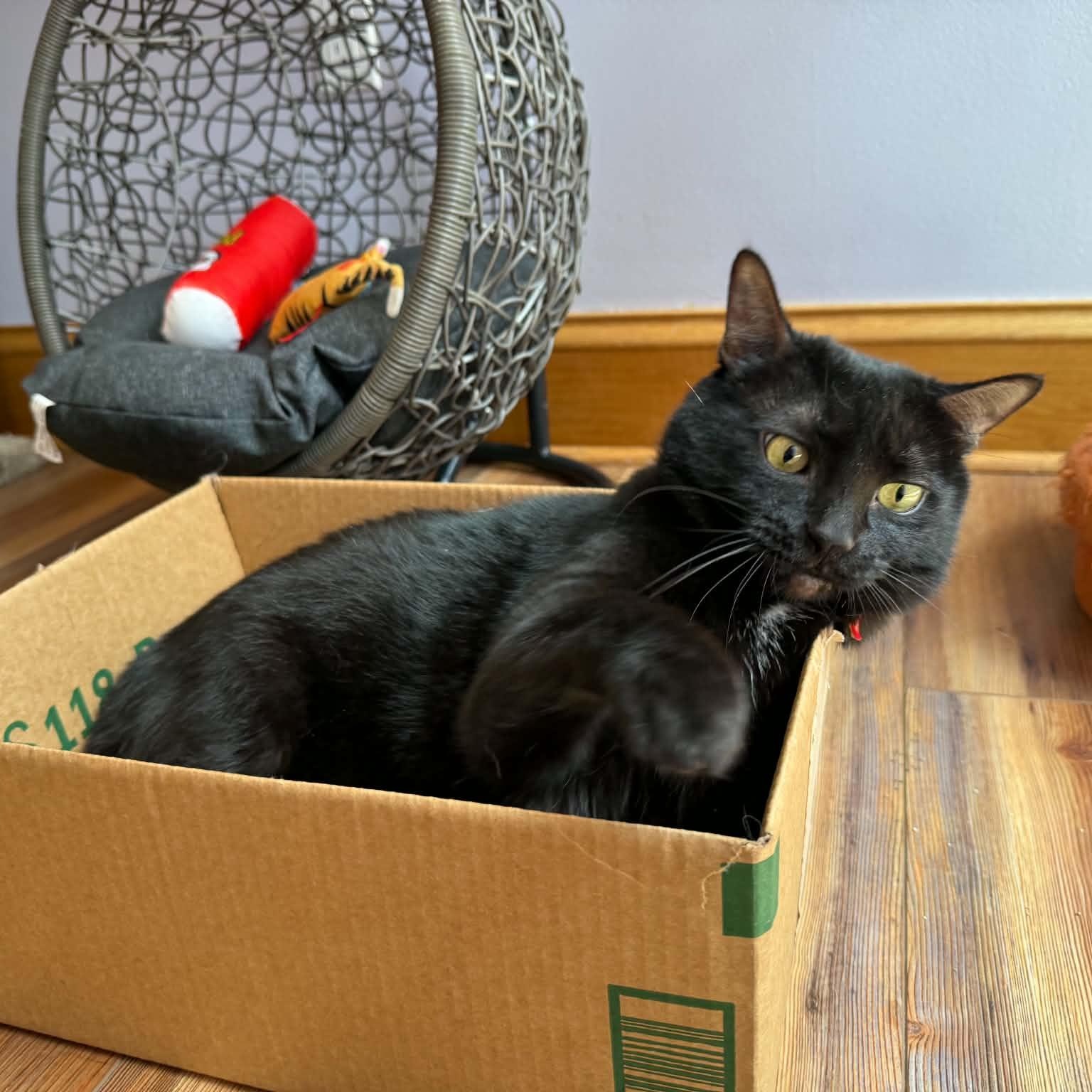  Bea(café) , adoptable, Adult Female Domestic Short Hair.