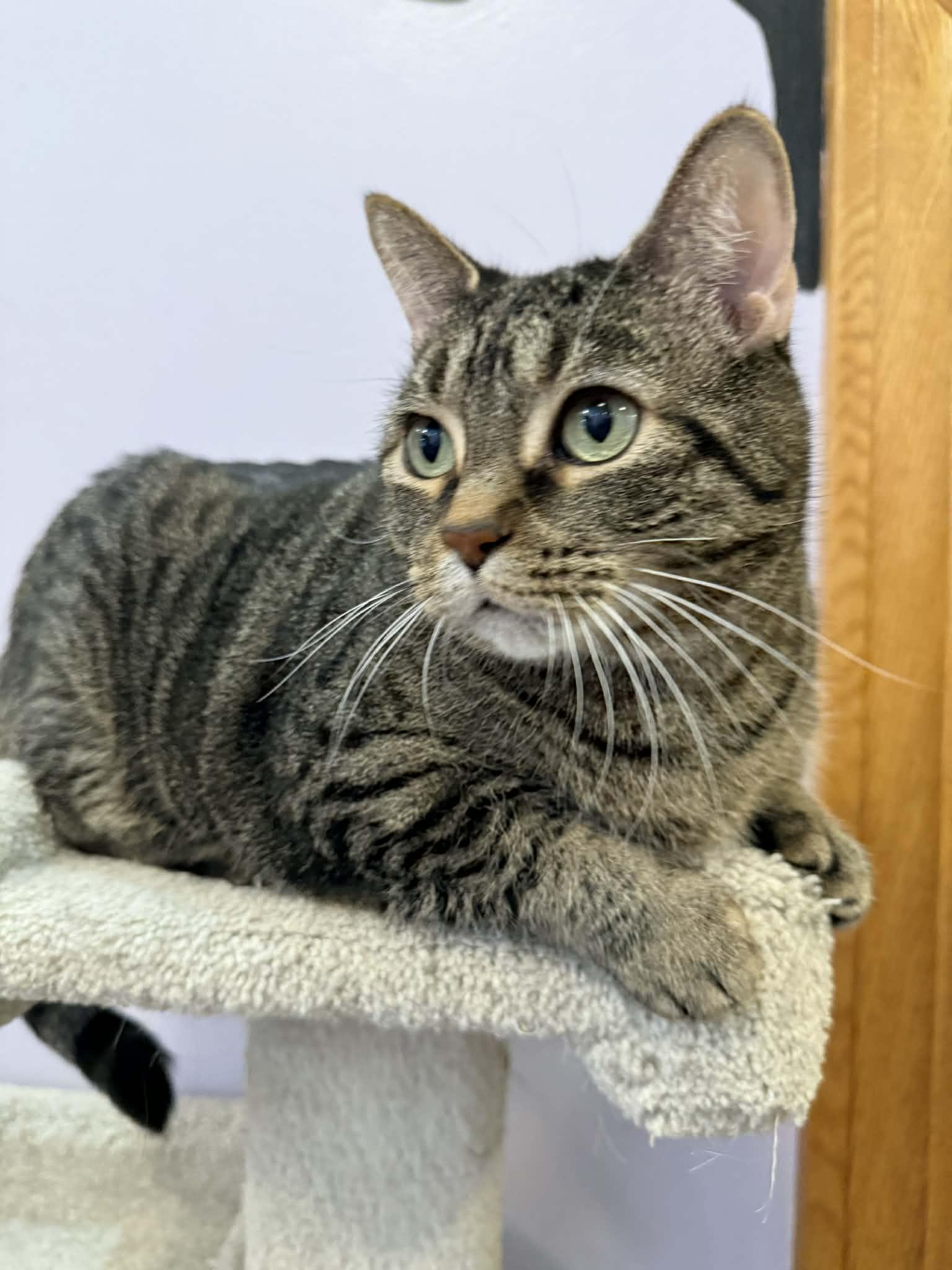 Enlarge Getty and Bea(café) , a ADOPTABLE Domestic Short Hair in West Lafayette, IN image 4/6