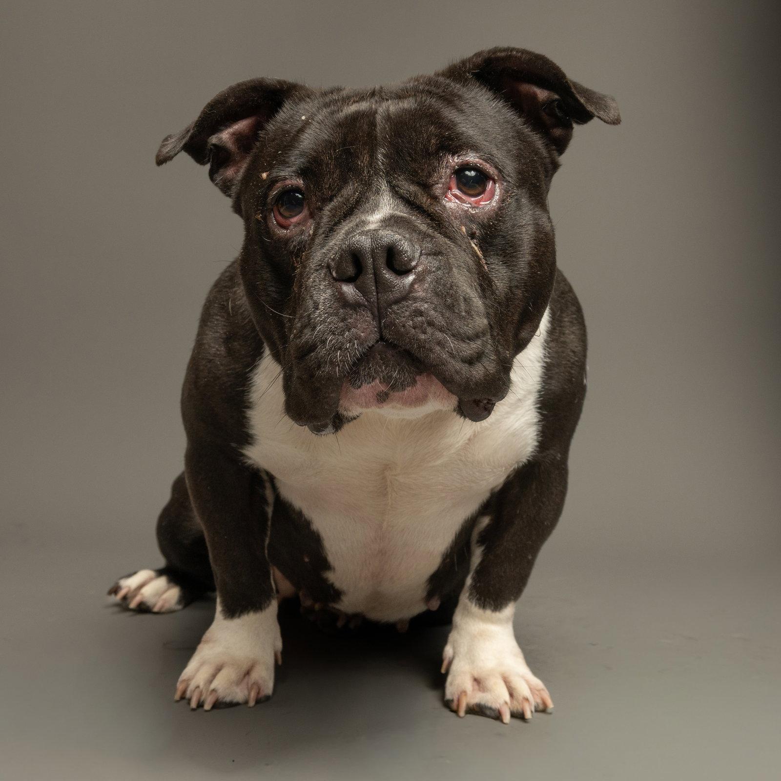 Big Momma, Adoptable, Adult Female American Bulldog.