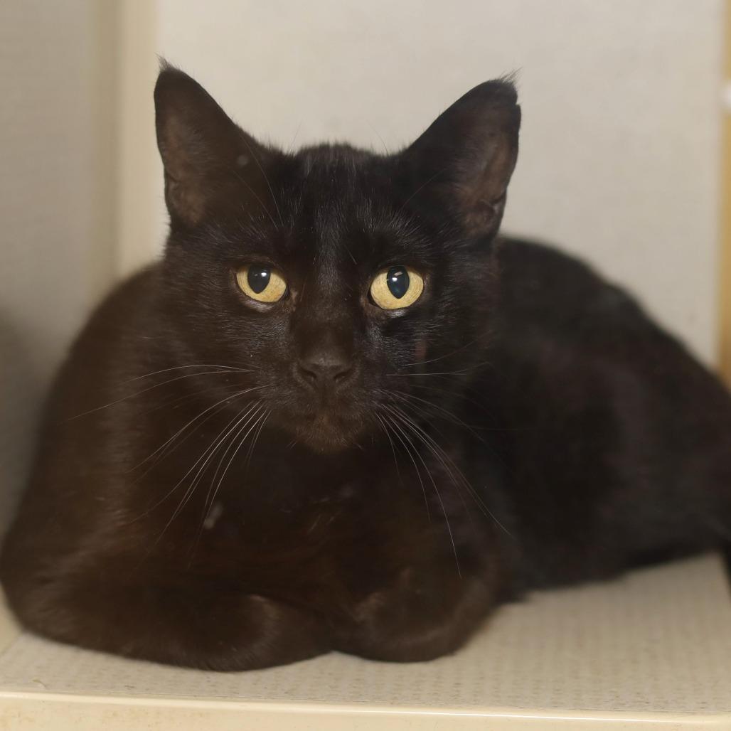 Chloe, Adoptable, Adult Female Domestic Short Hair.