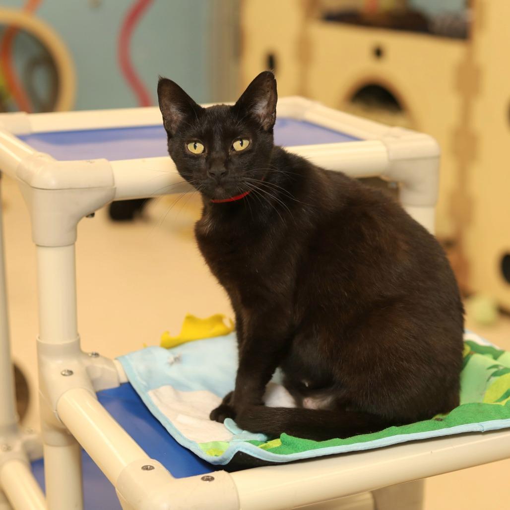 Chloe, a Adoptable Domestic Short Hair in Evansville, IN image 2/5