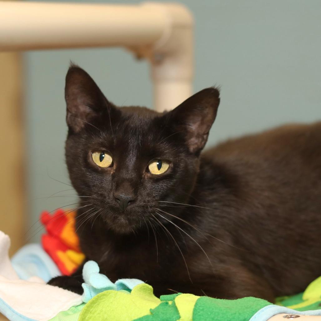 Chloe, a Adoptable Domestic Short Hair in Evansville, IN image 3/5
