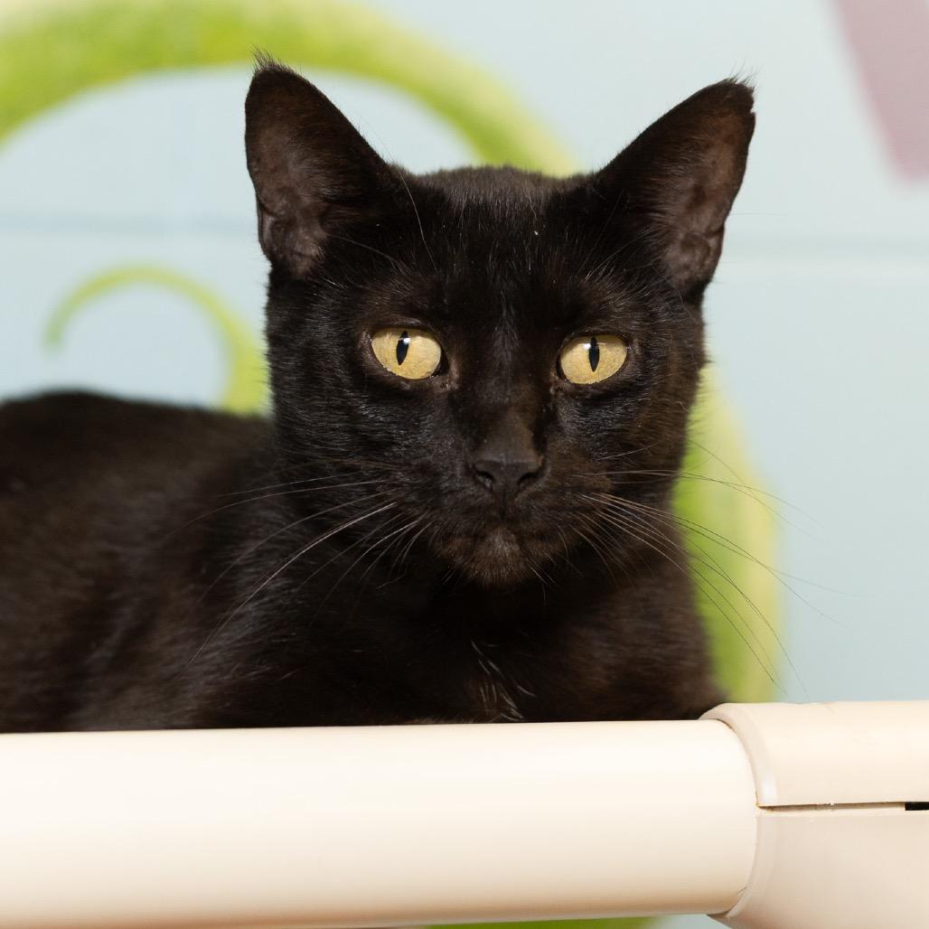 Chloe, a Adoptable Domestic Short Hair in Evansville, IN image 4/5