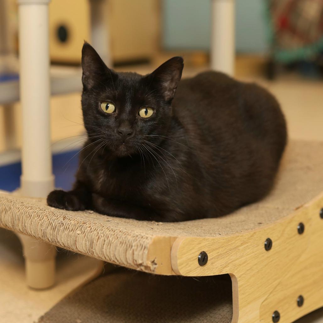 Chloe, a Adoptable Domestic Short Hair in Evansville, IN image 5/5