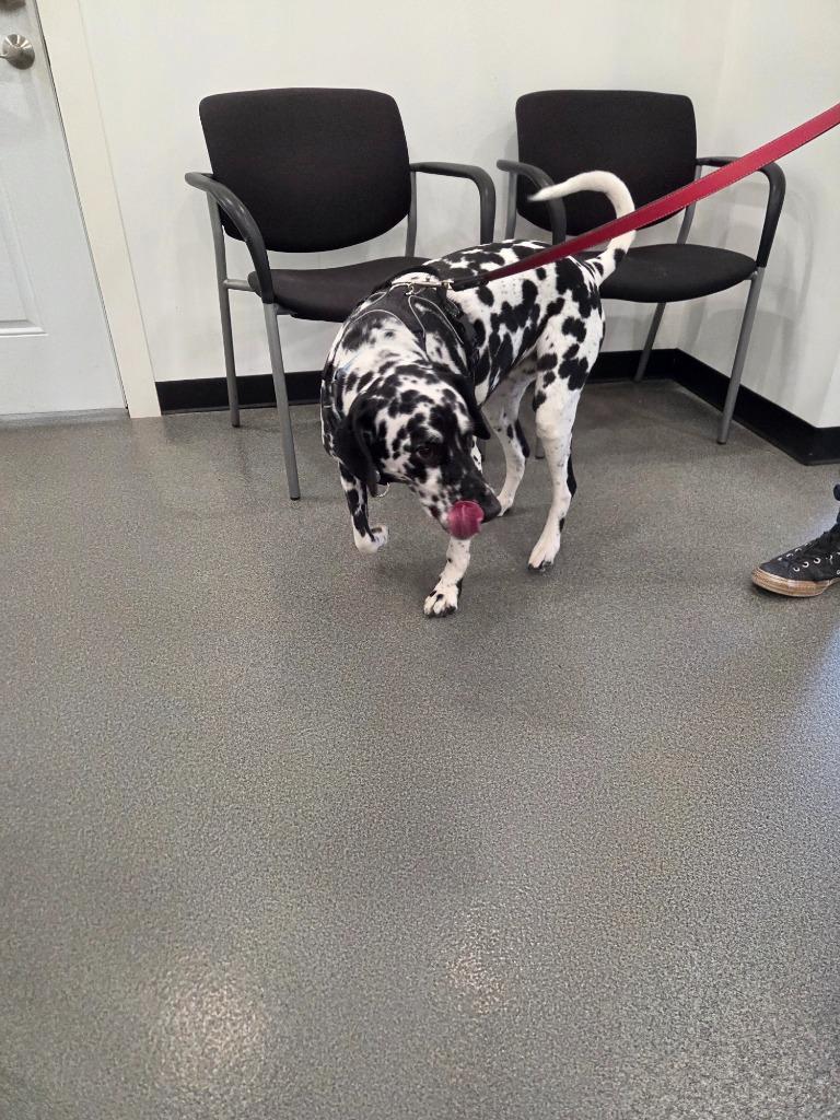 Lucy Lou, Adoptable, Senior Female Dalmatian.