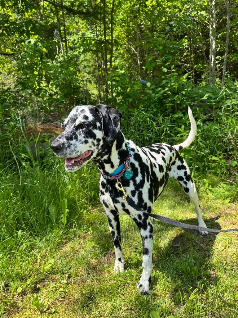 Lucy Lou, a Adoptable Dalmatian in Lunenburg, VT image 2/3