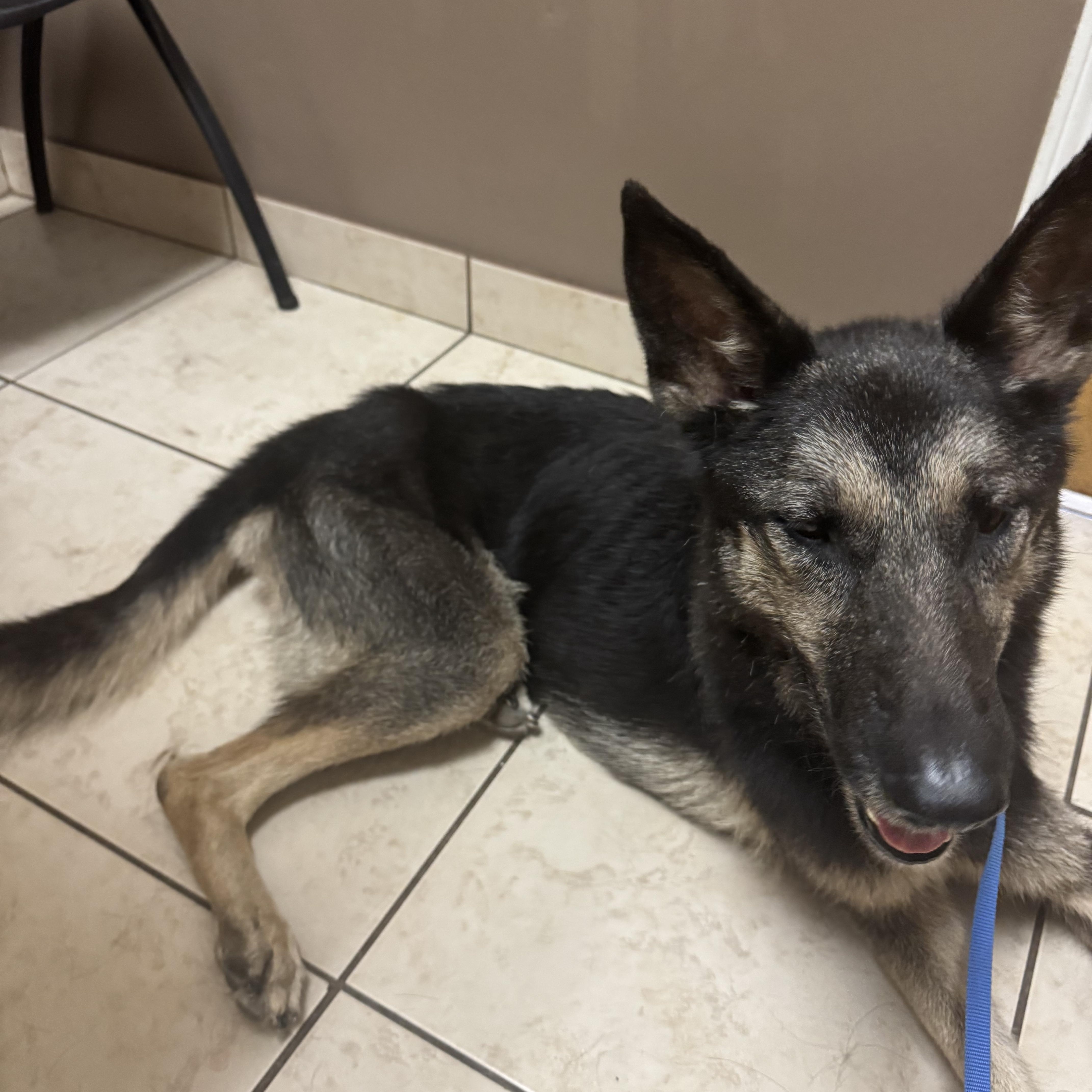Enlarge Sasha, a ADOPTABLE German Shepherd Dog in Bronson, TX image 1/3