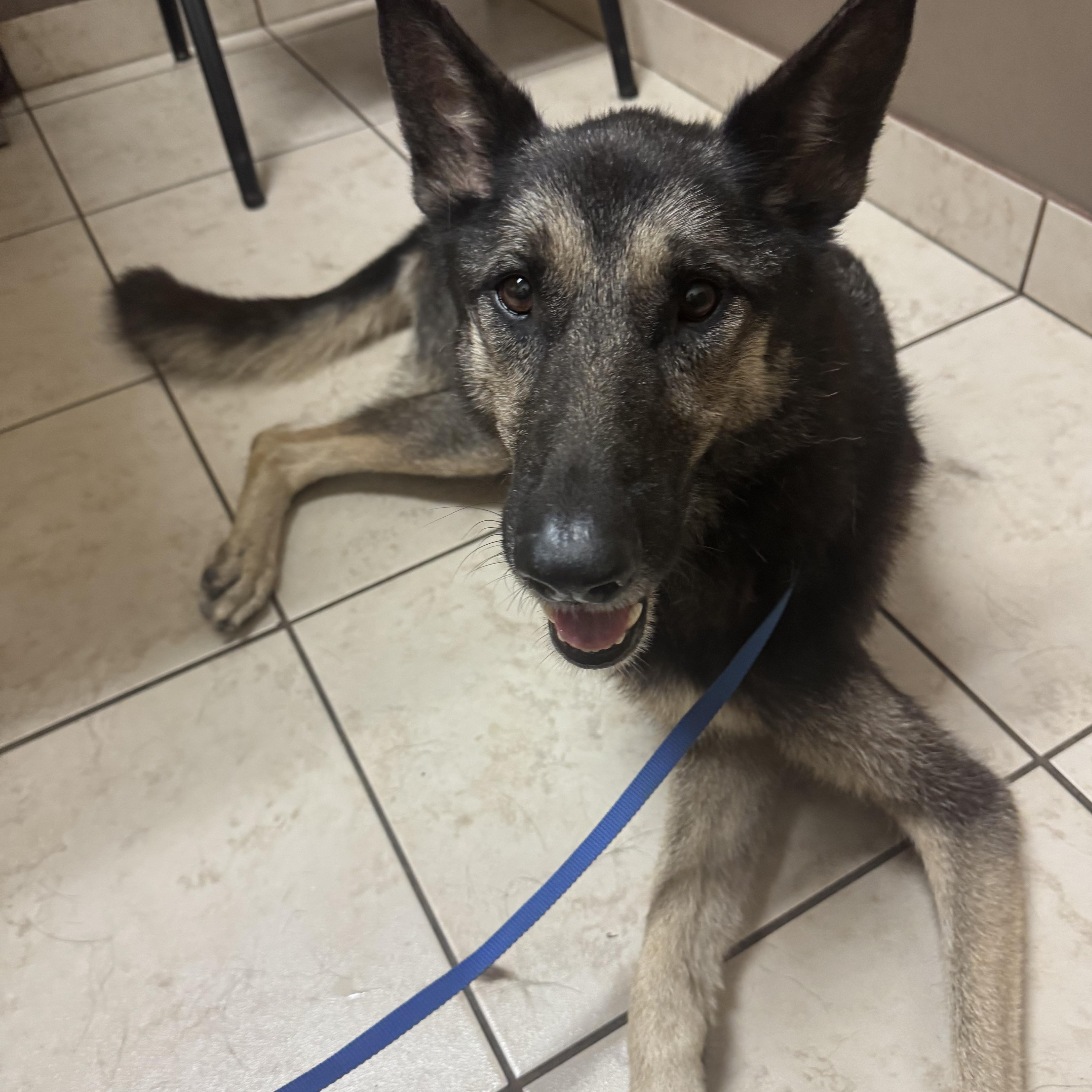 Enlarge Sasha, a ADOPTABLE German Shepherd Dog in Bronson, TX image 2/3